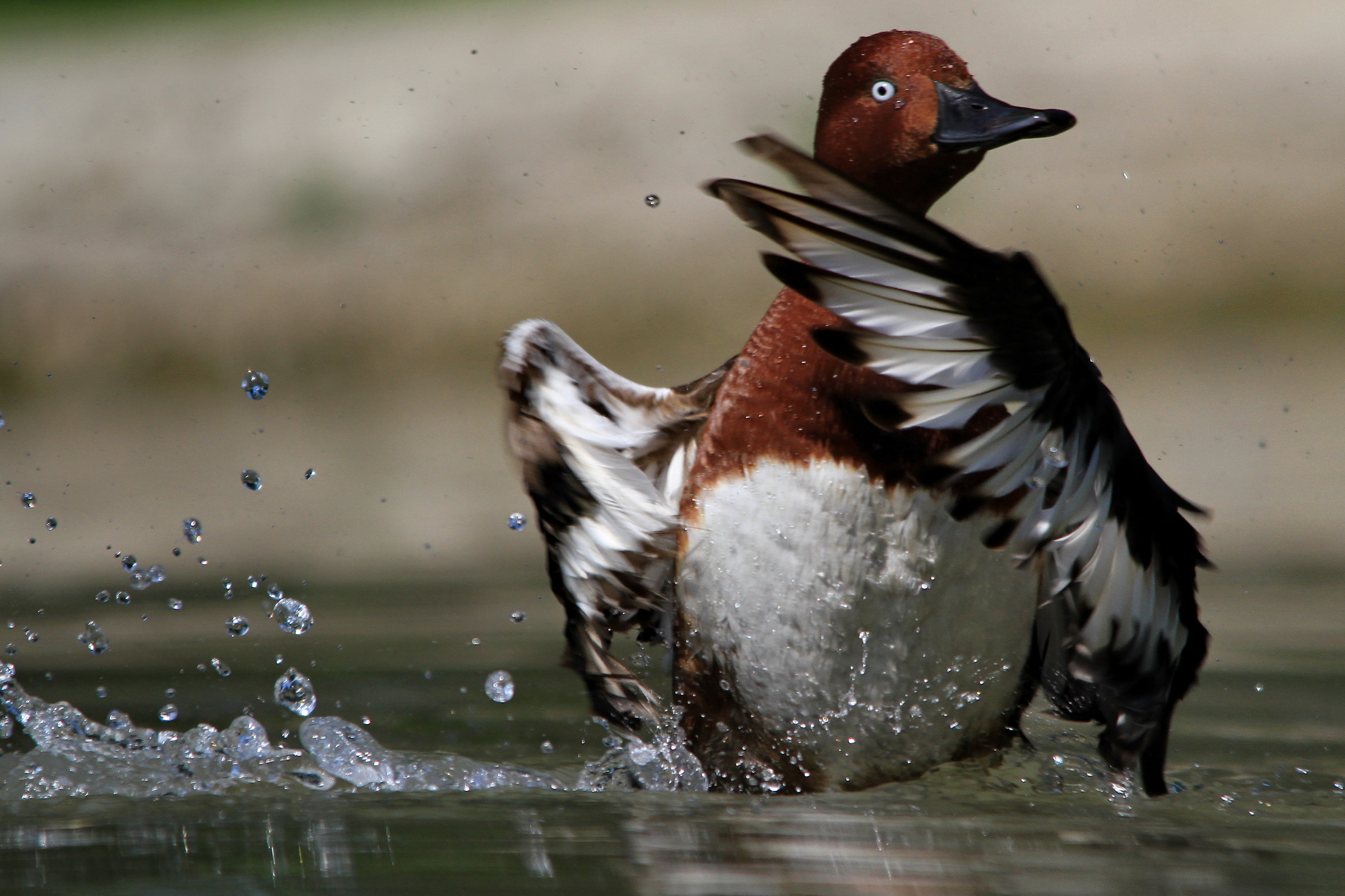 Ferruginous duck