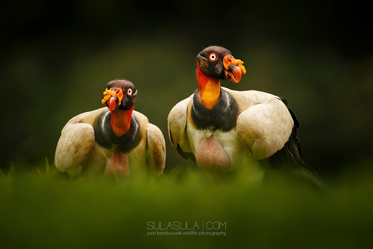 King Vulture | Costa Rica