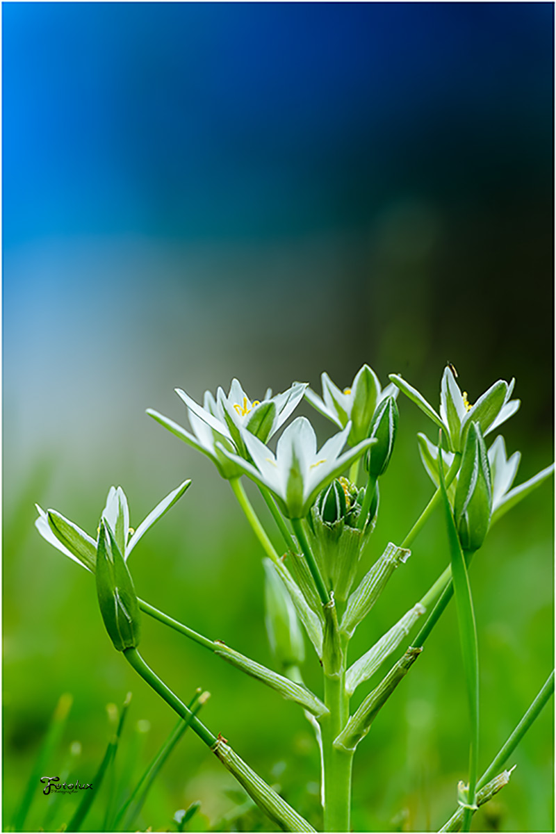 semplici fiori di prato.