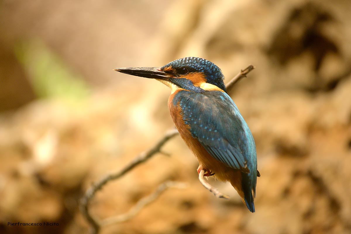 Kingfisher