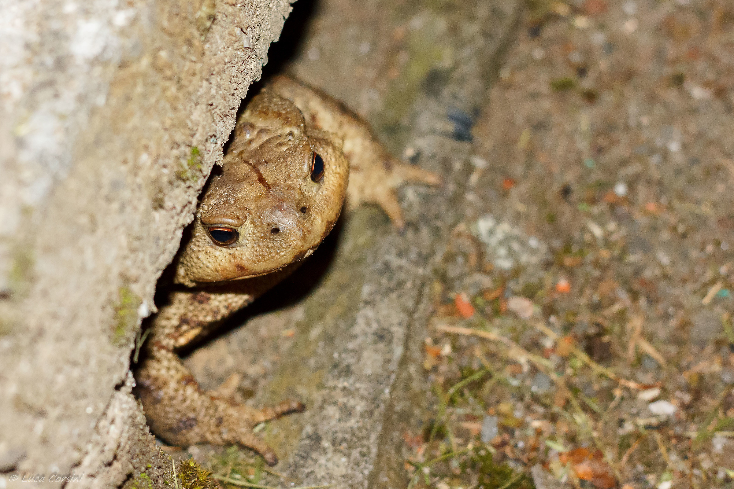 A sympathetic curiosone