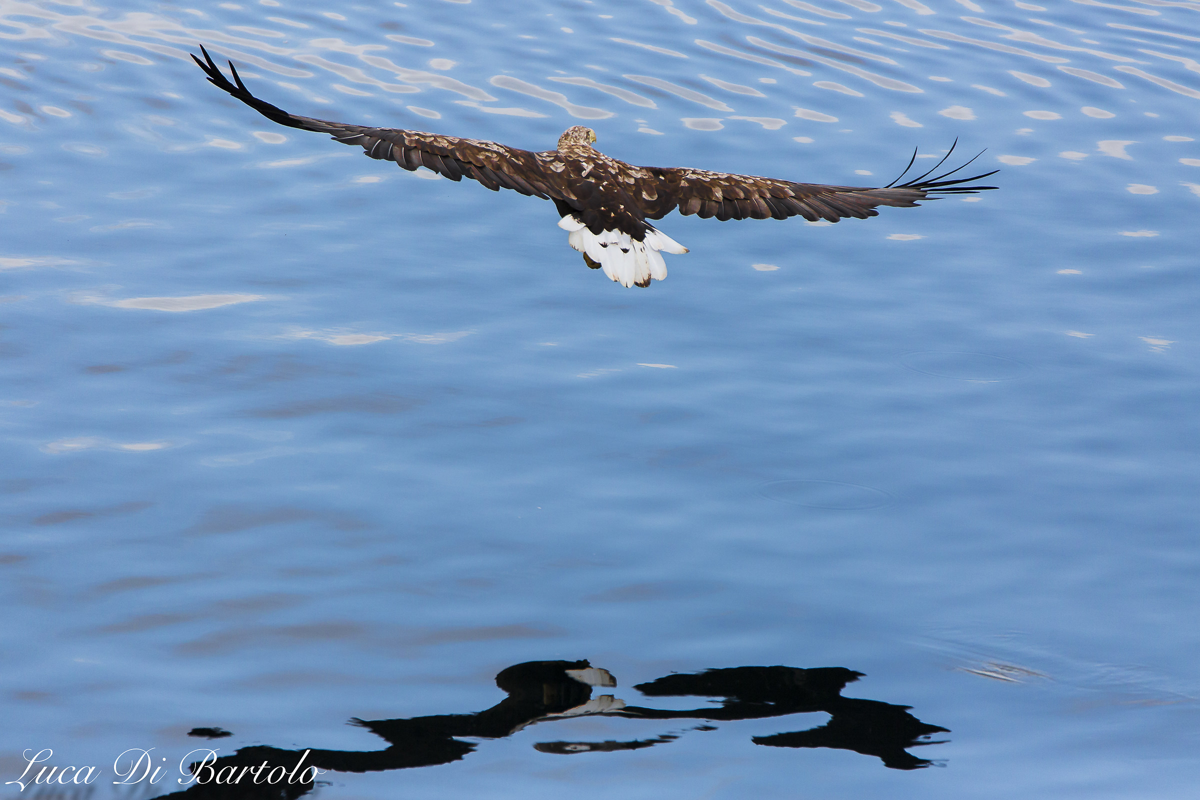 Aquila di mare (Haliaeetus albicilla)