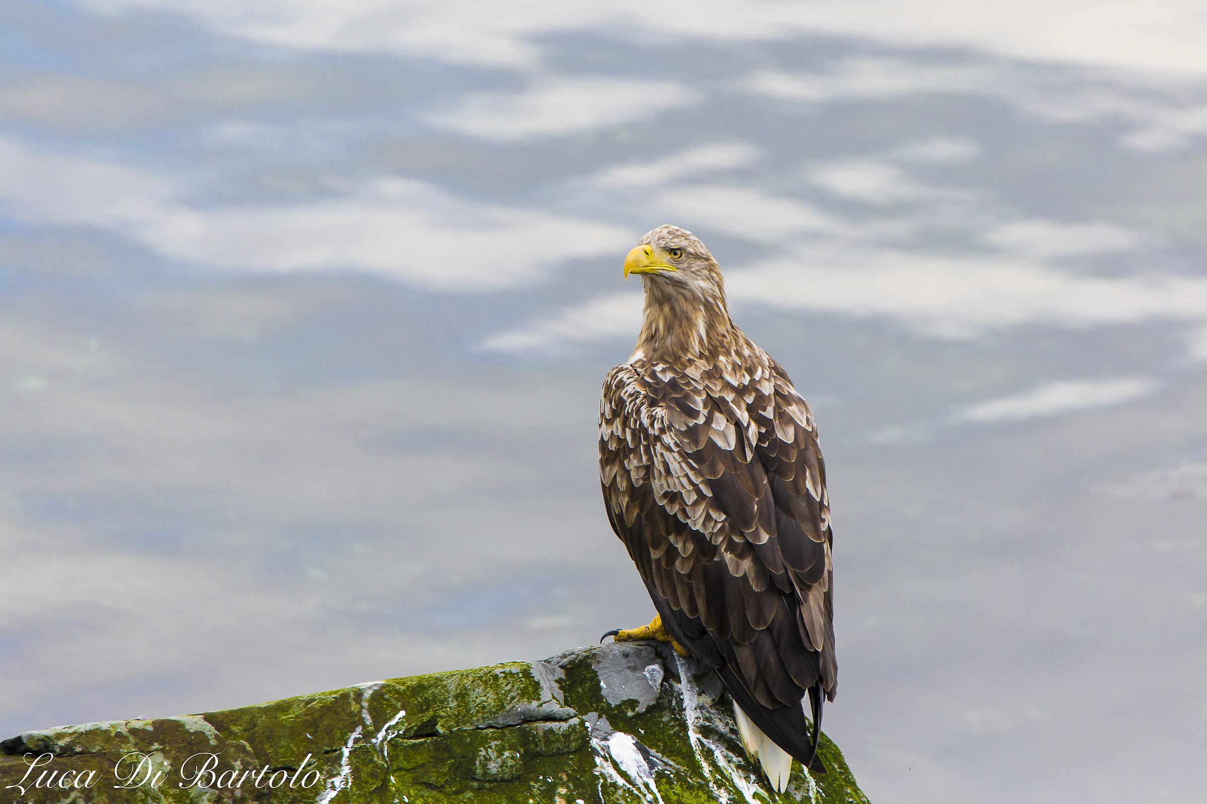 Aquila di mare (Haliaeetus albicilla)