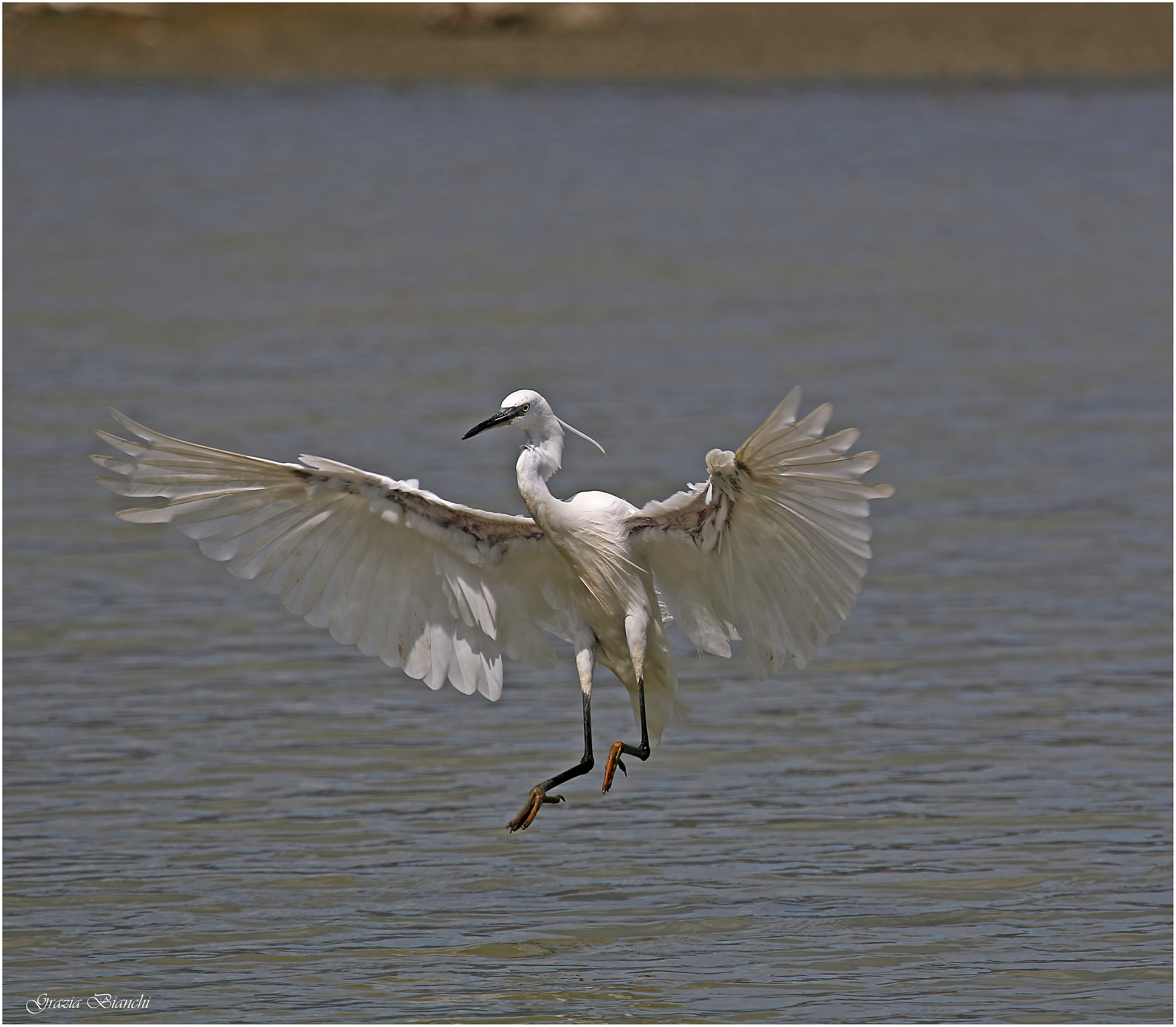 Garzetta - Parco della Piana
