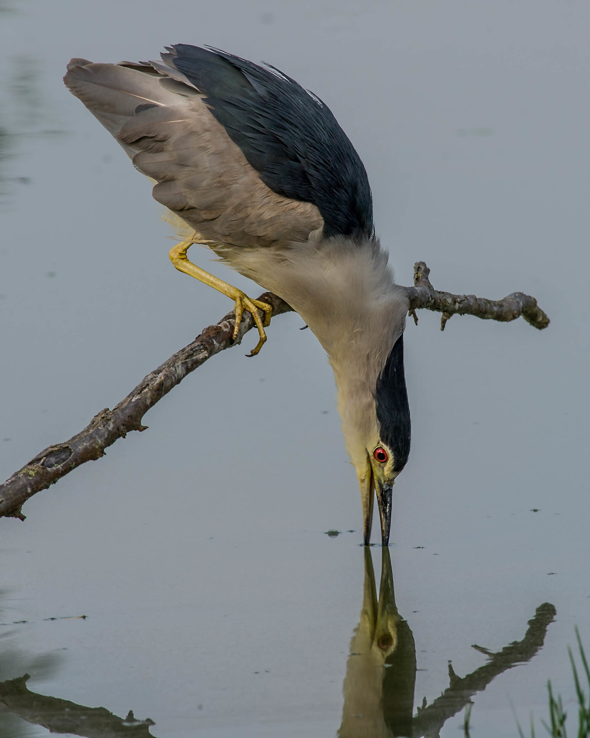 Night Heron