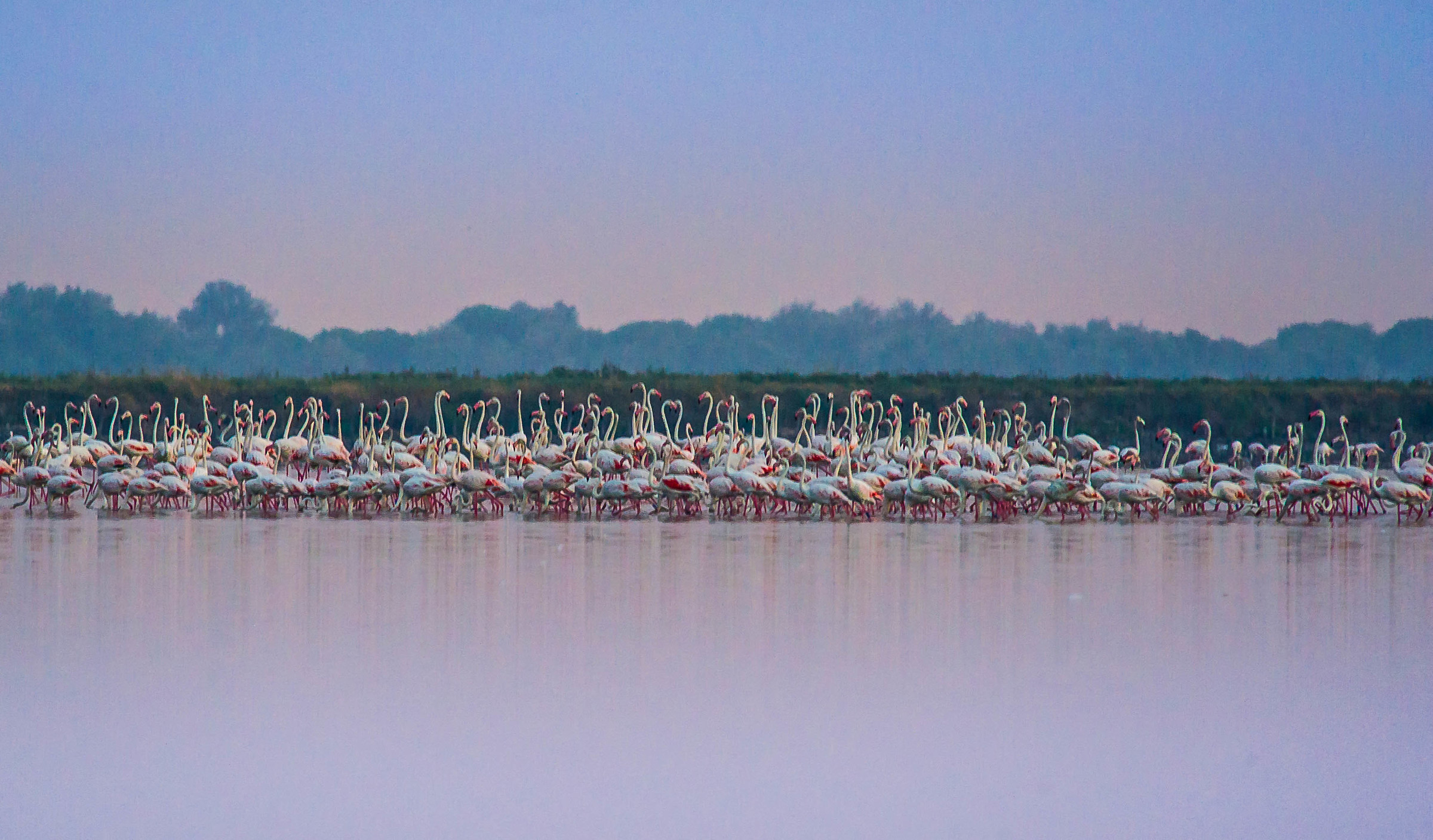 flamingoes at dawn