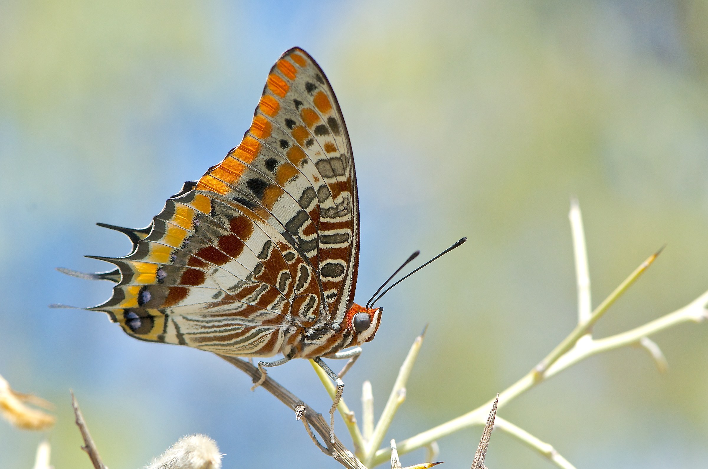 Charaxes jasius (Ninfa del corbezzolo)