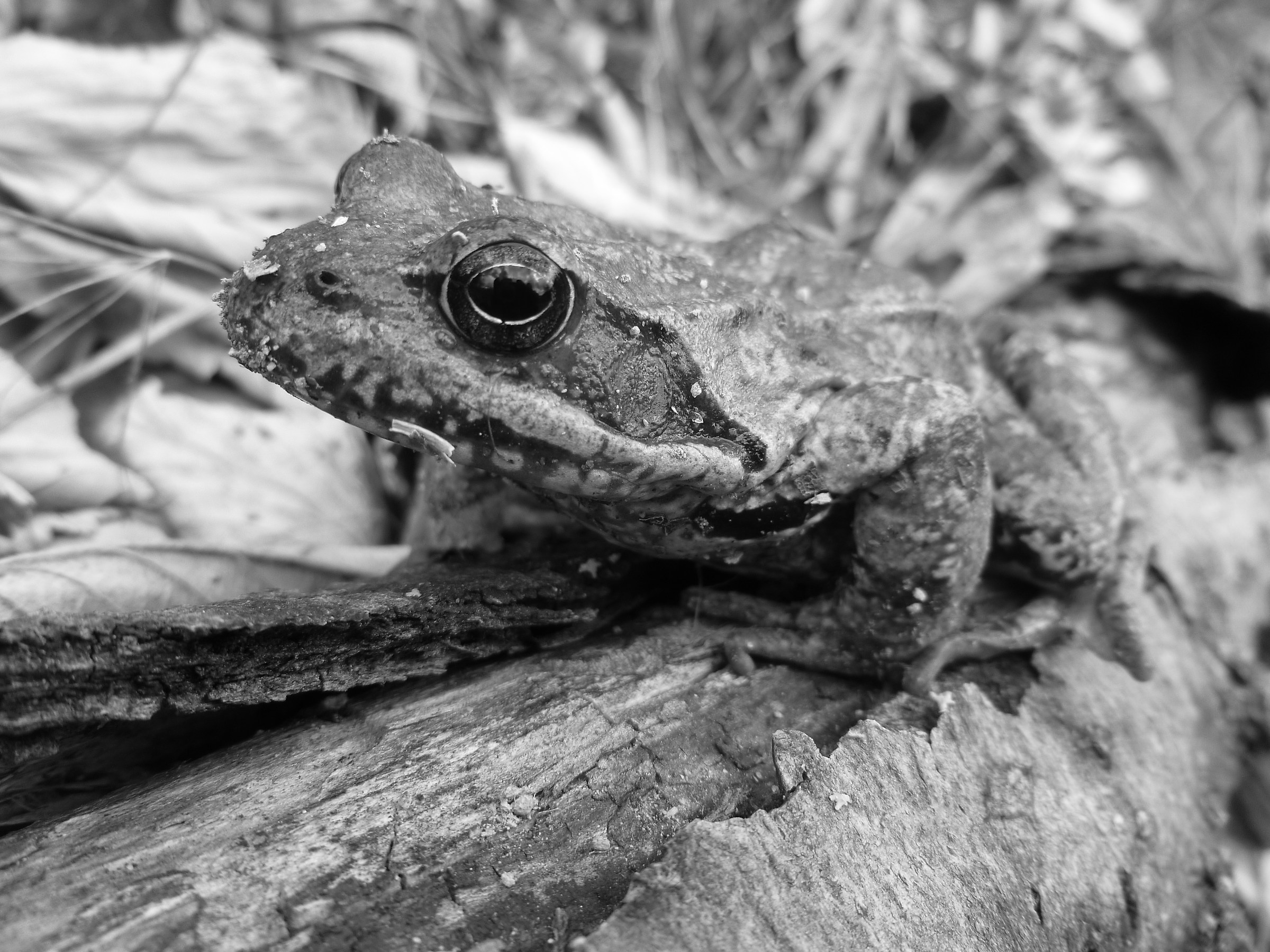 toad high valley tanaro (trouble high, wedge)