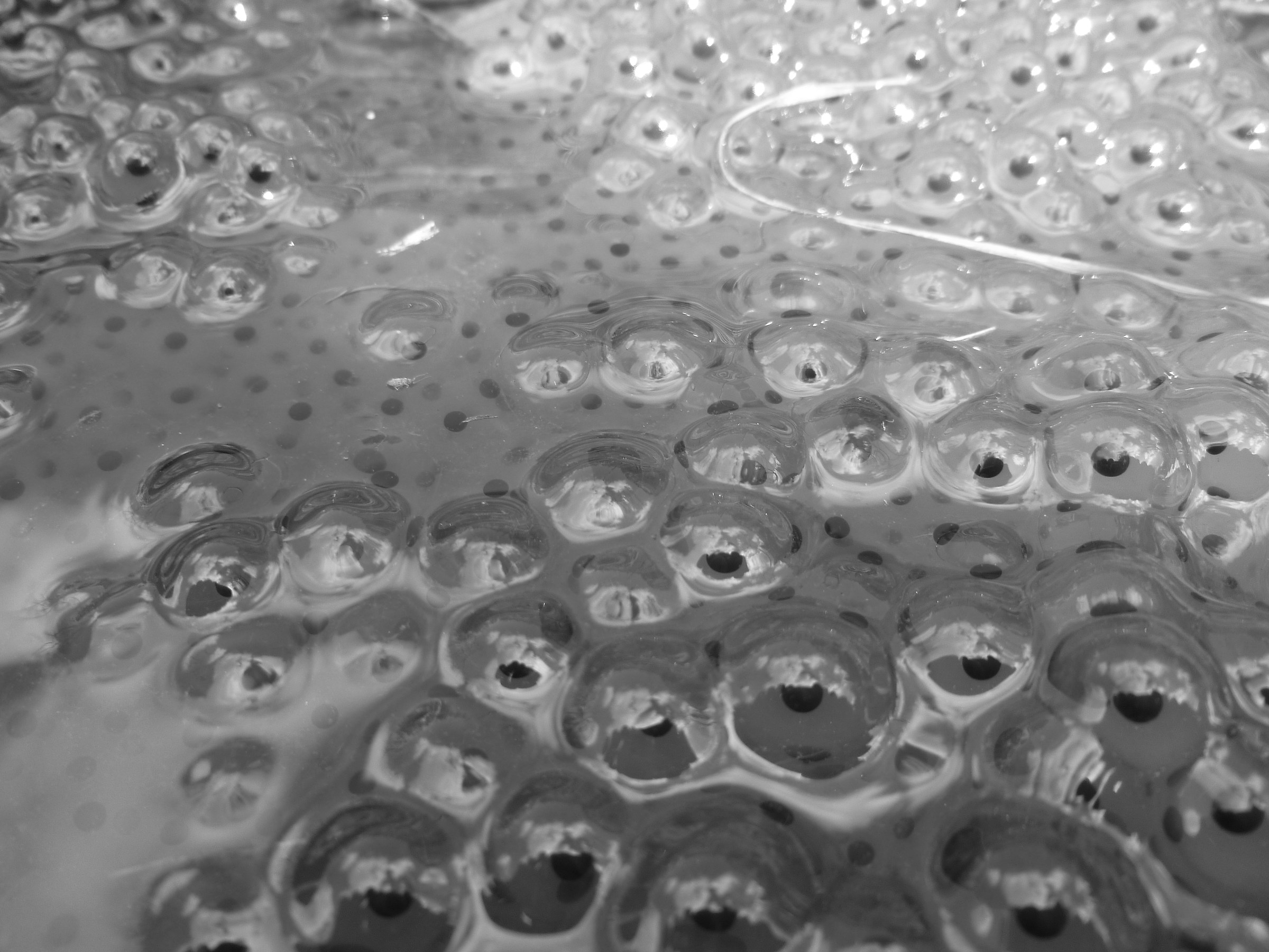 frog eggs high valley tanaro