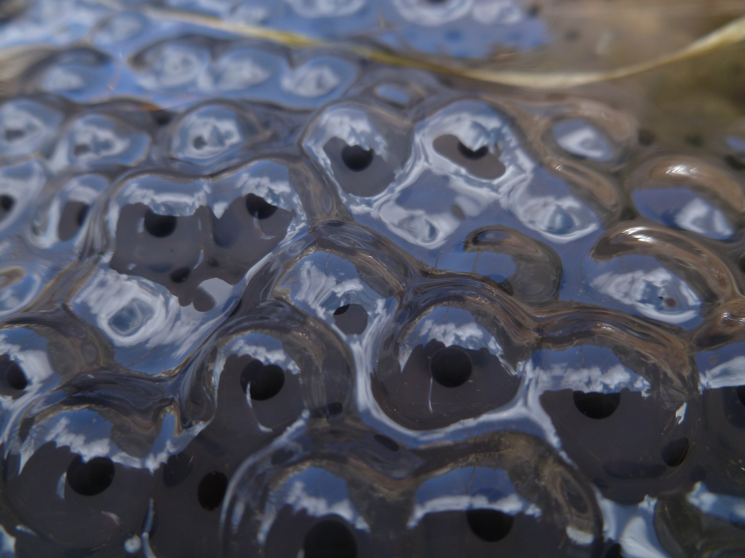 frog eggs high valley tanaro