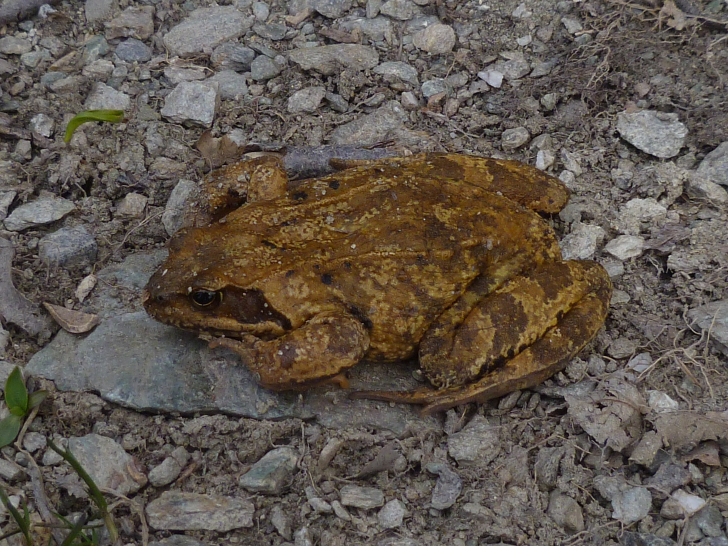toad, high valley tanaro