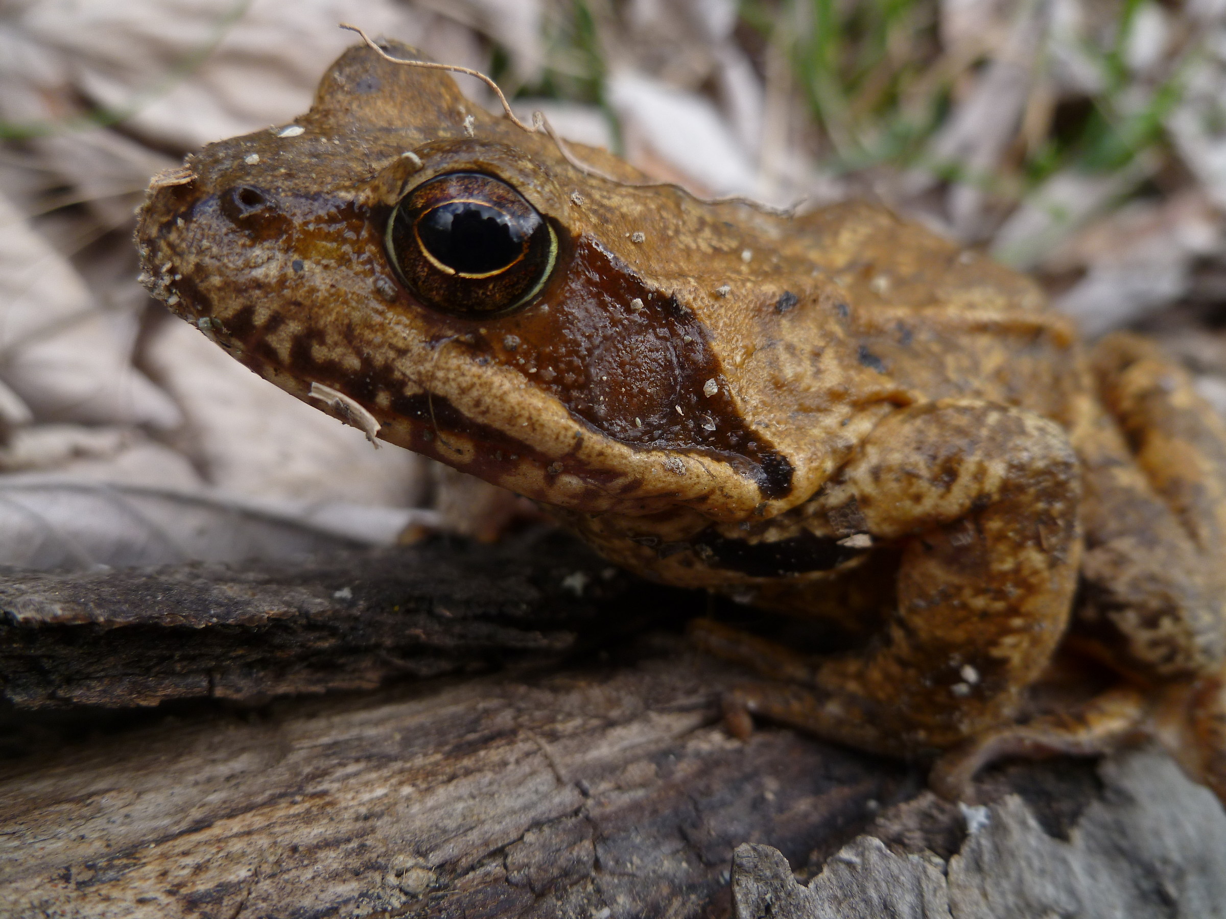 toad, high valley tanaro