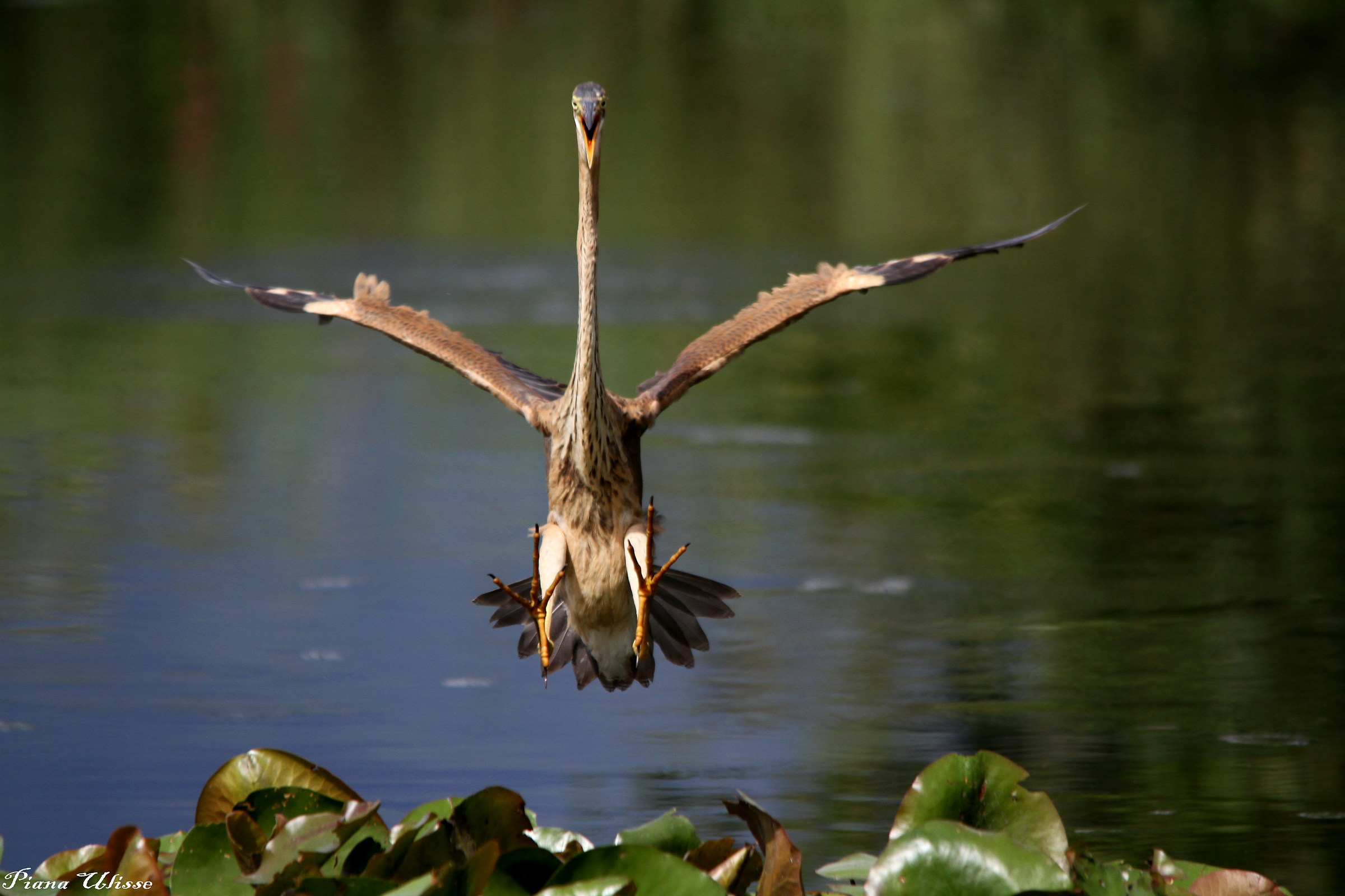 Purple Heron