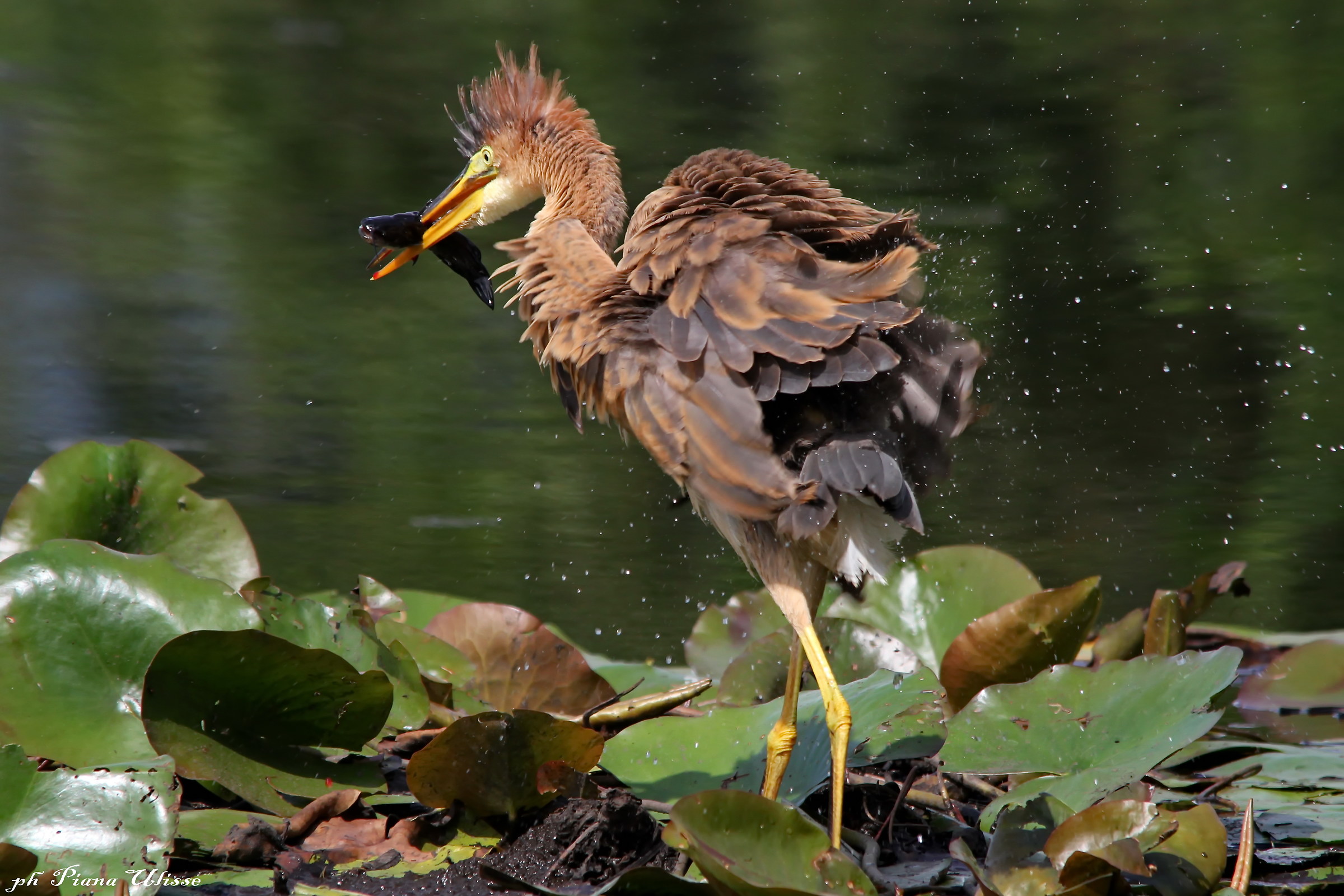 Purple Heron