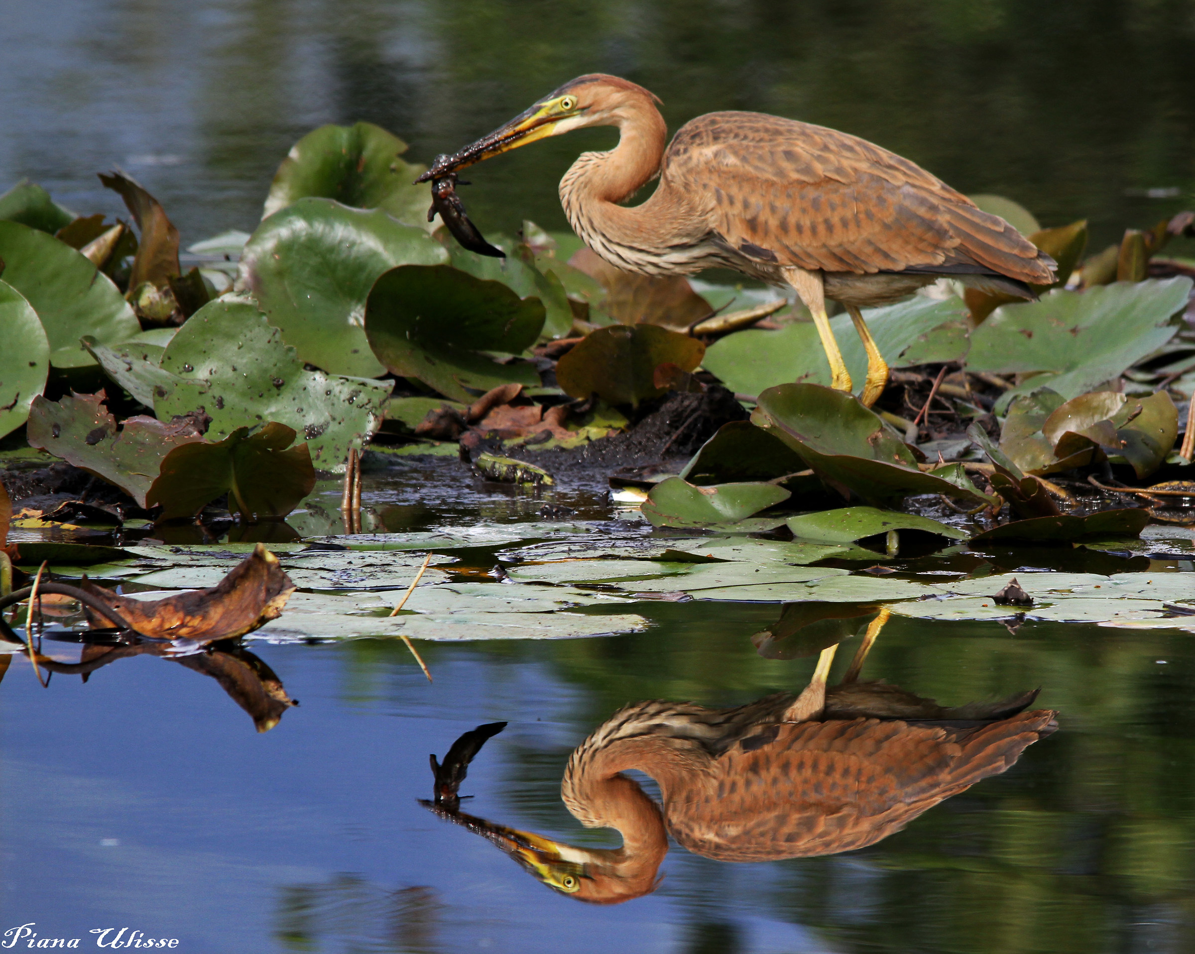 Purple Heron