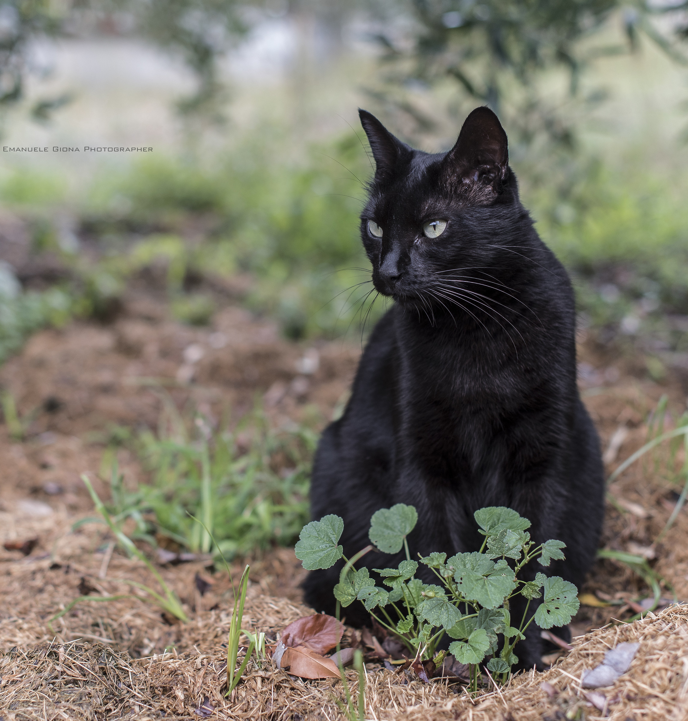 Black unknown cat #1