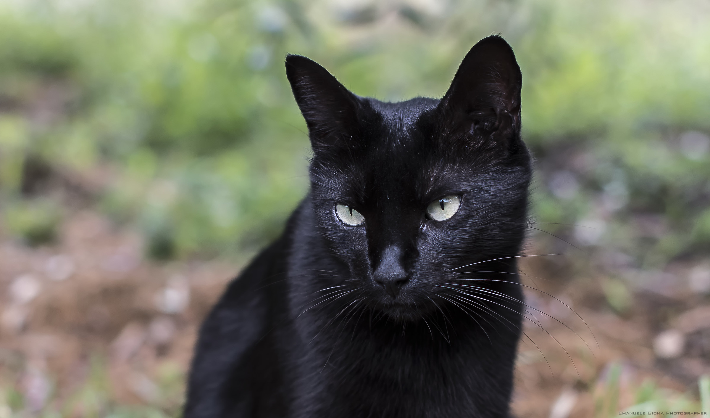 Black unknown cat #2