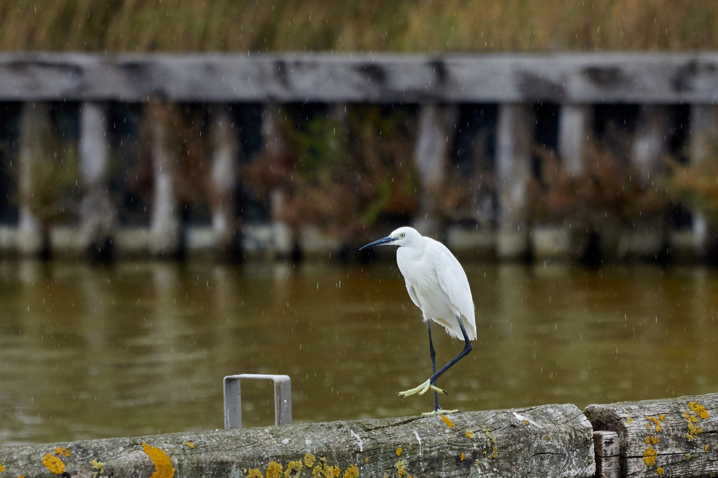 Egret egret wet lucky ...
