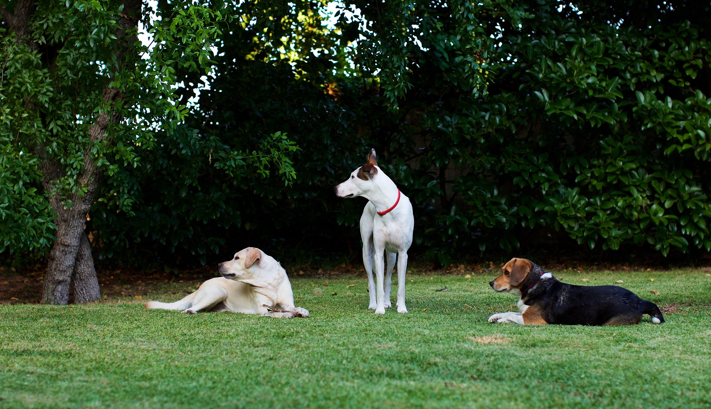 Gruppo di Famiglia in un Esterno