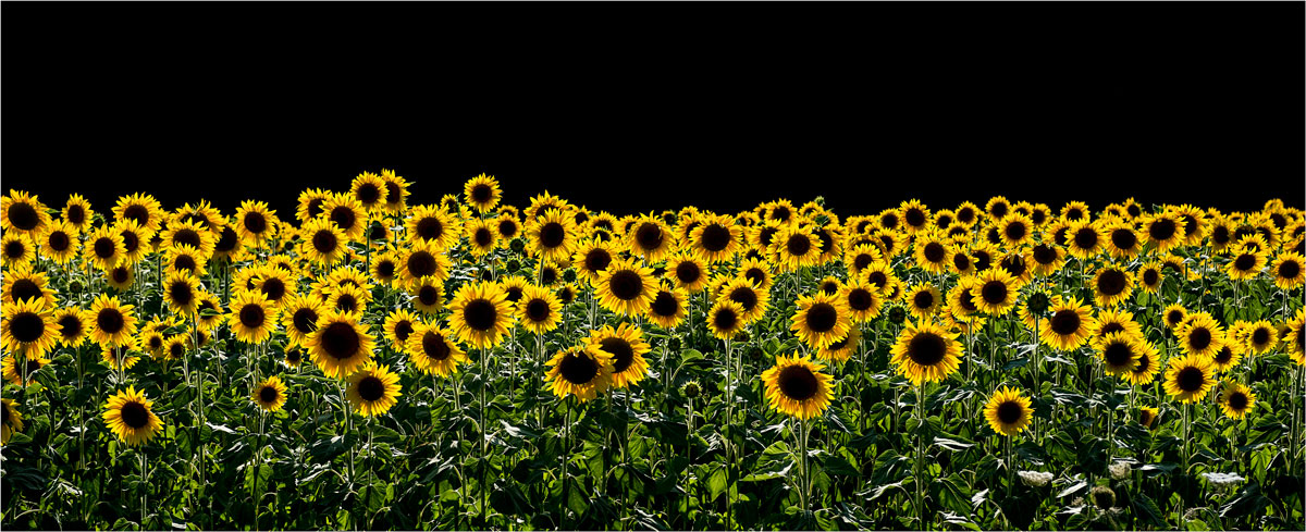 Field of sunflowers