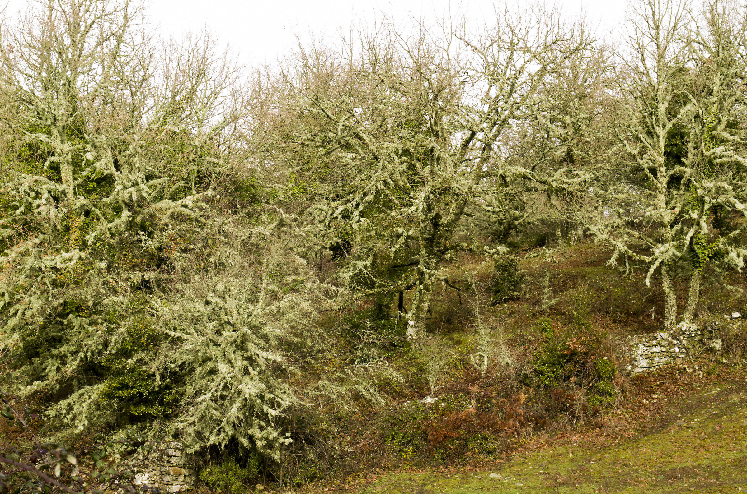 Mosses and lichens forest of Burgos