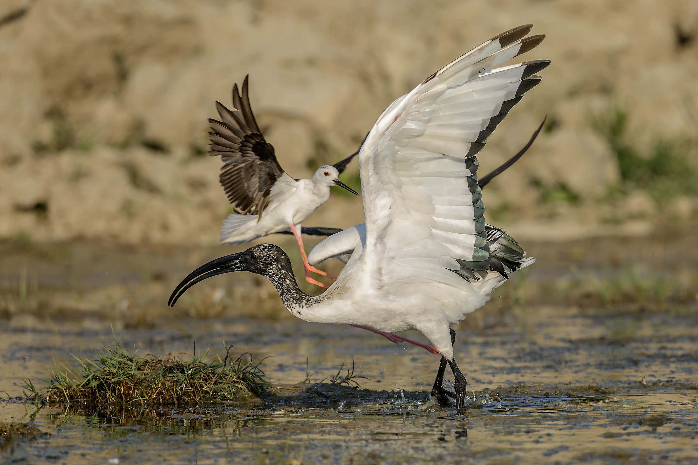 Attacco dei cavalieri d'italia all'ibis.