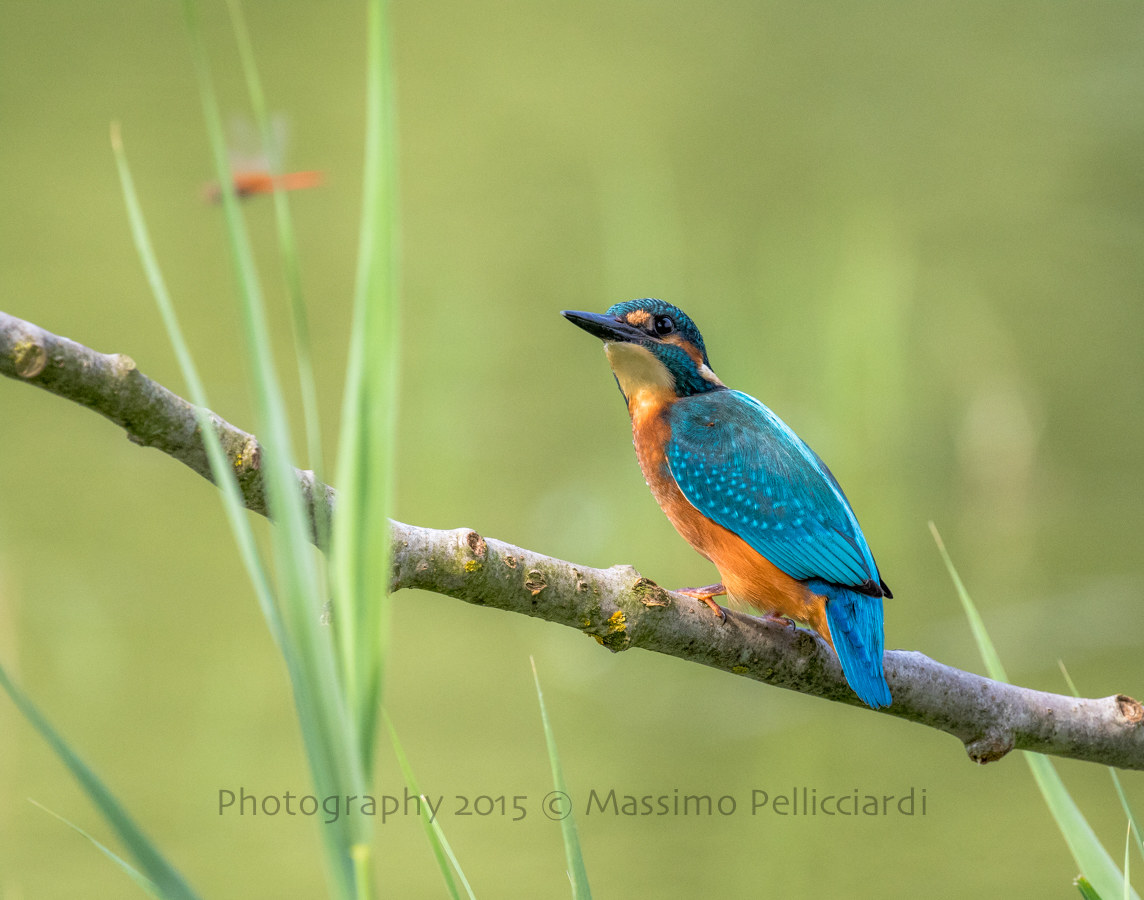 Ti prendo prima o poi!