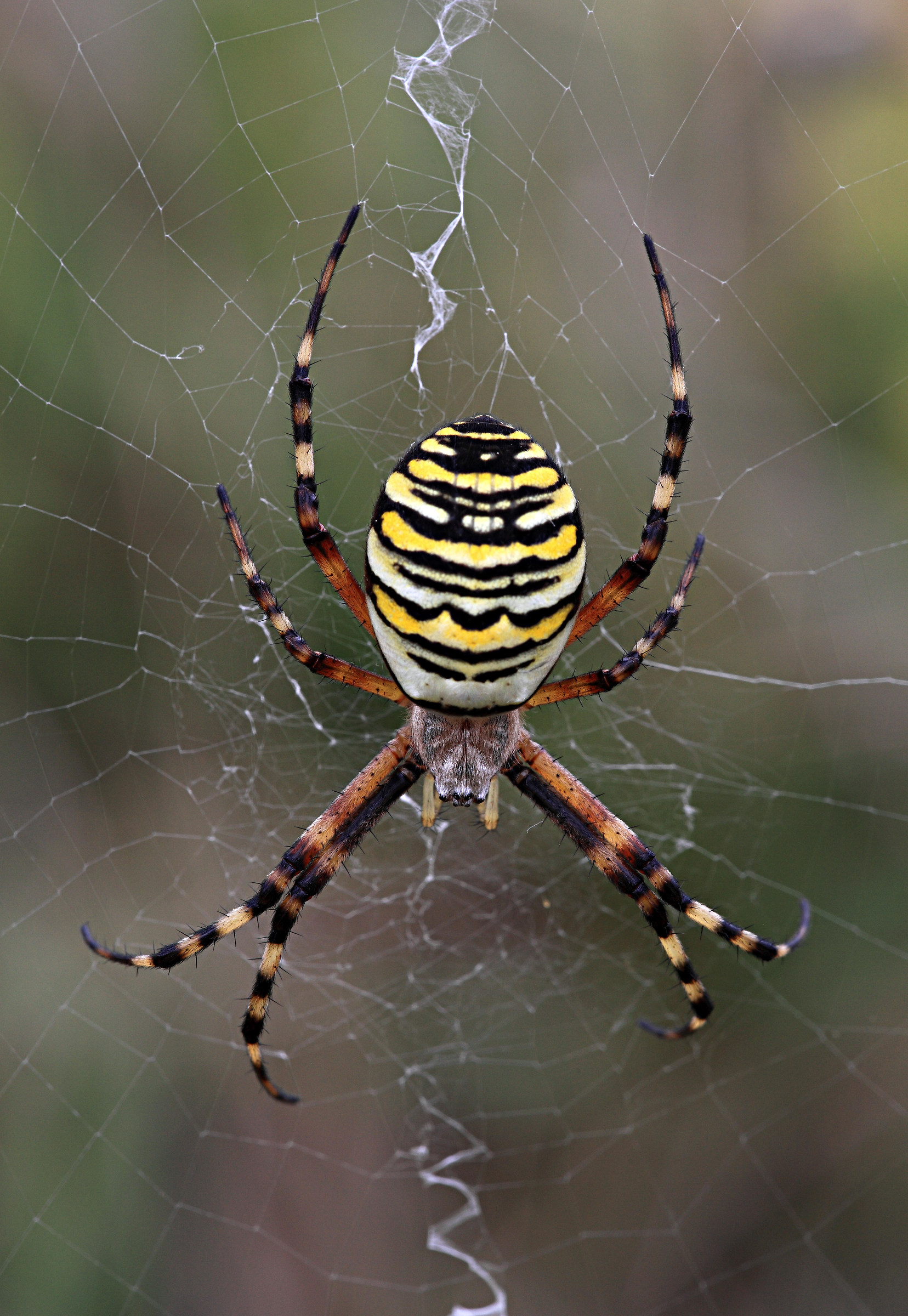 Wasp Argiope (bruennichi)