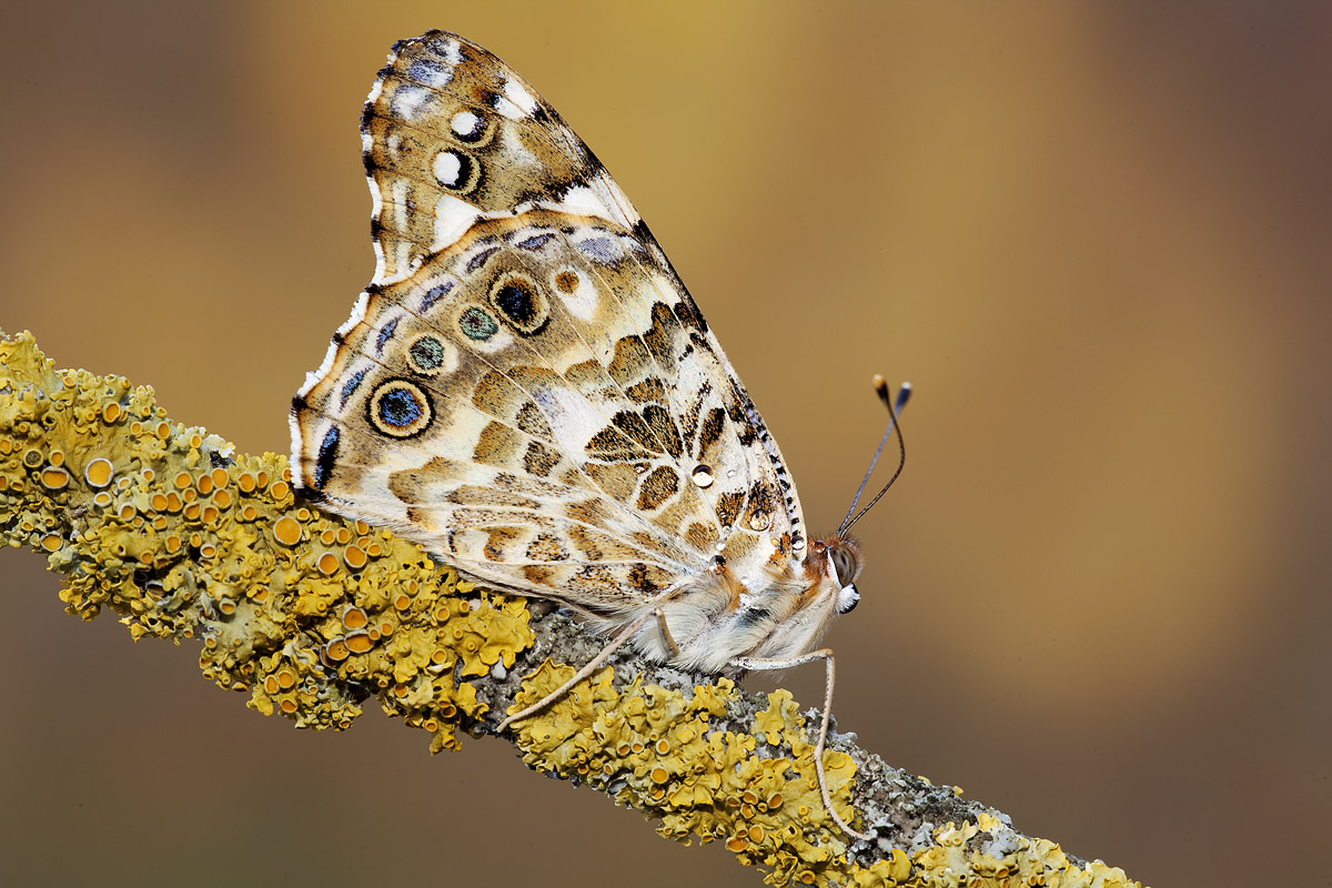 Painted Lady Butterfly