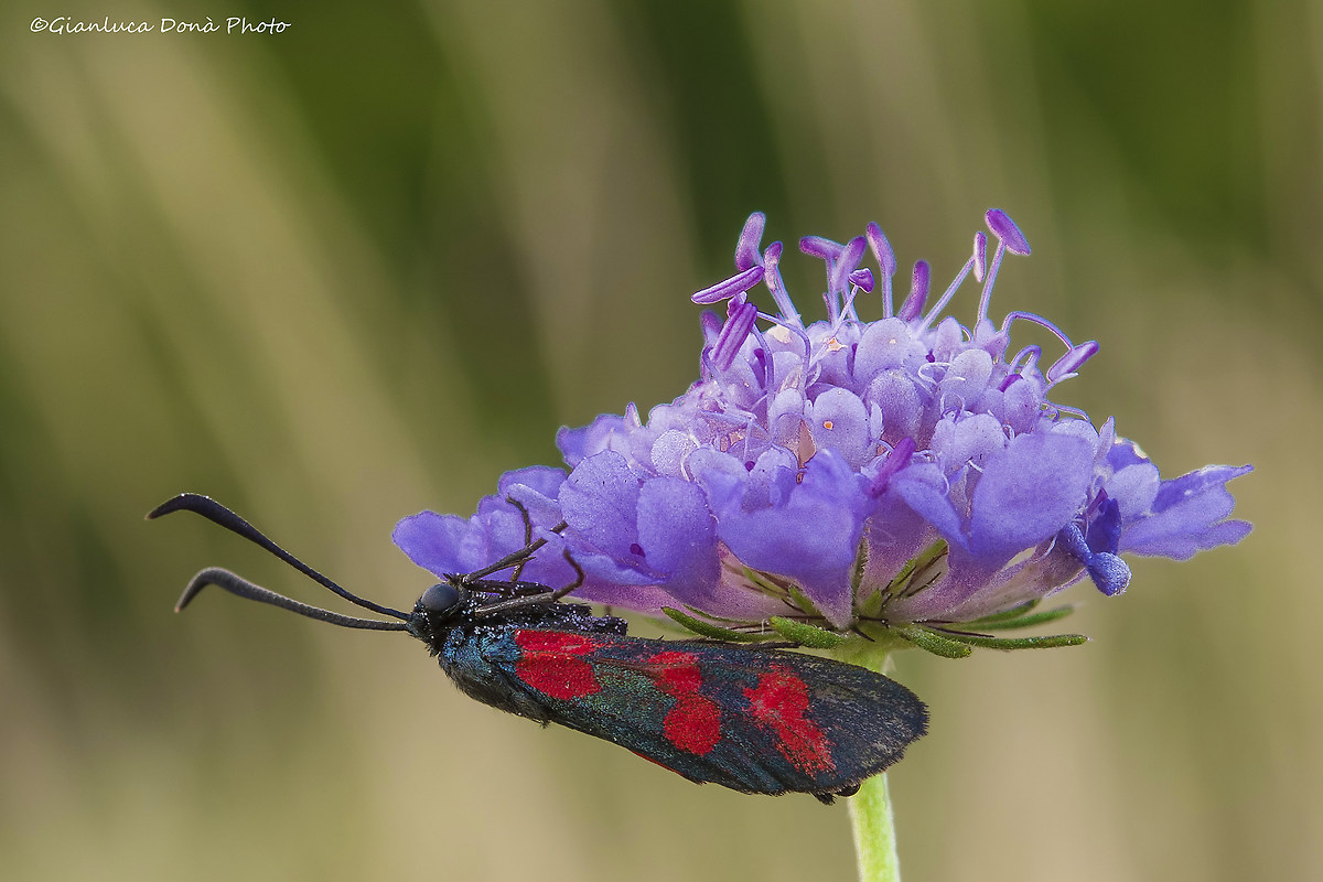 Zygaena trifolii Syracusia Zeller, 1847