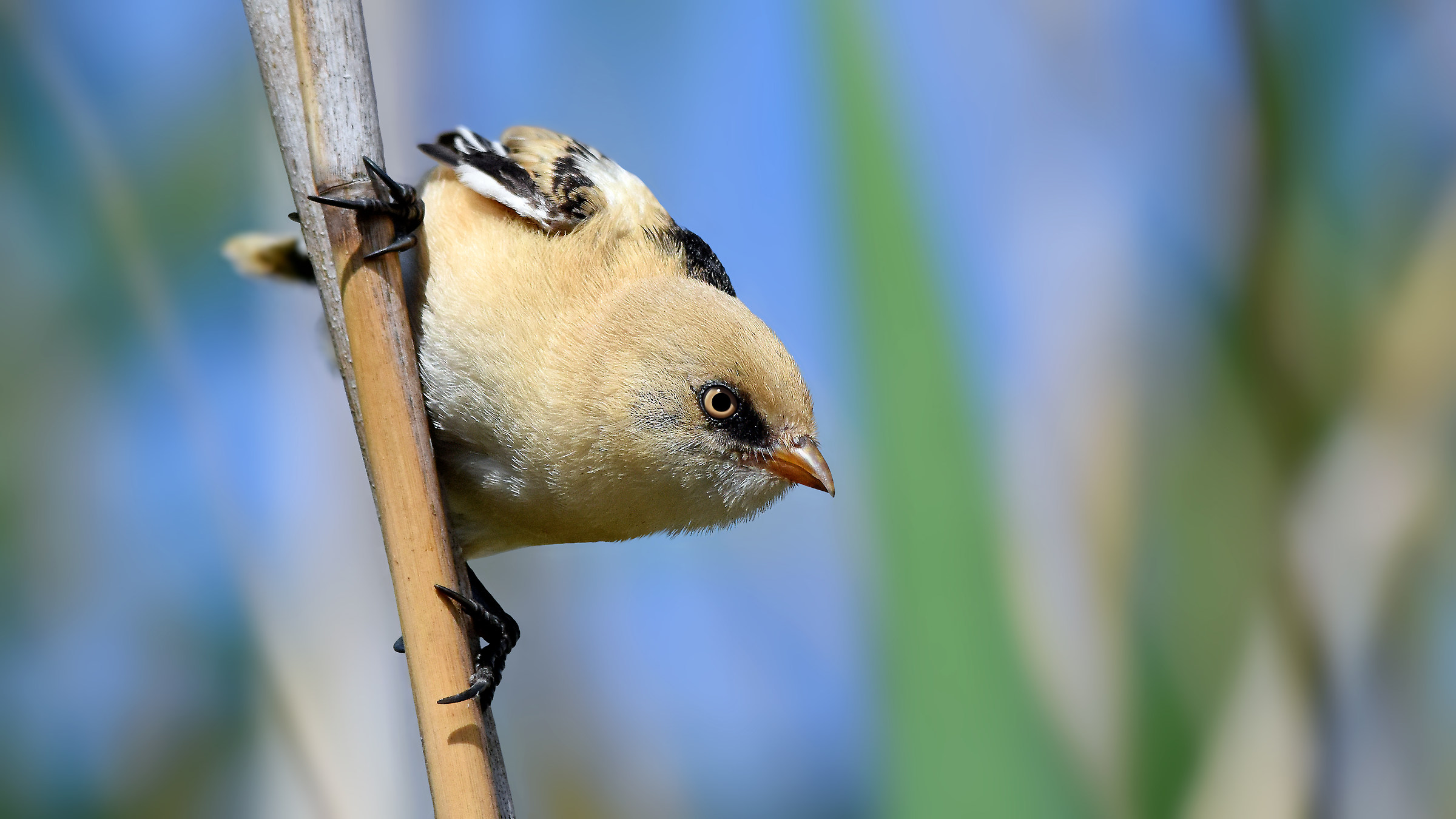 Bearded Tit