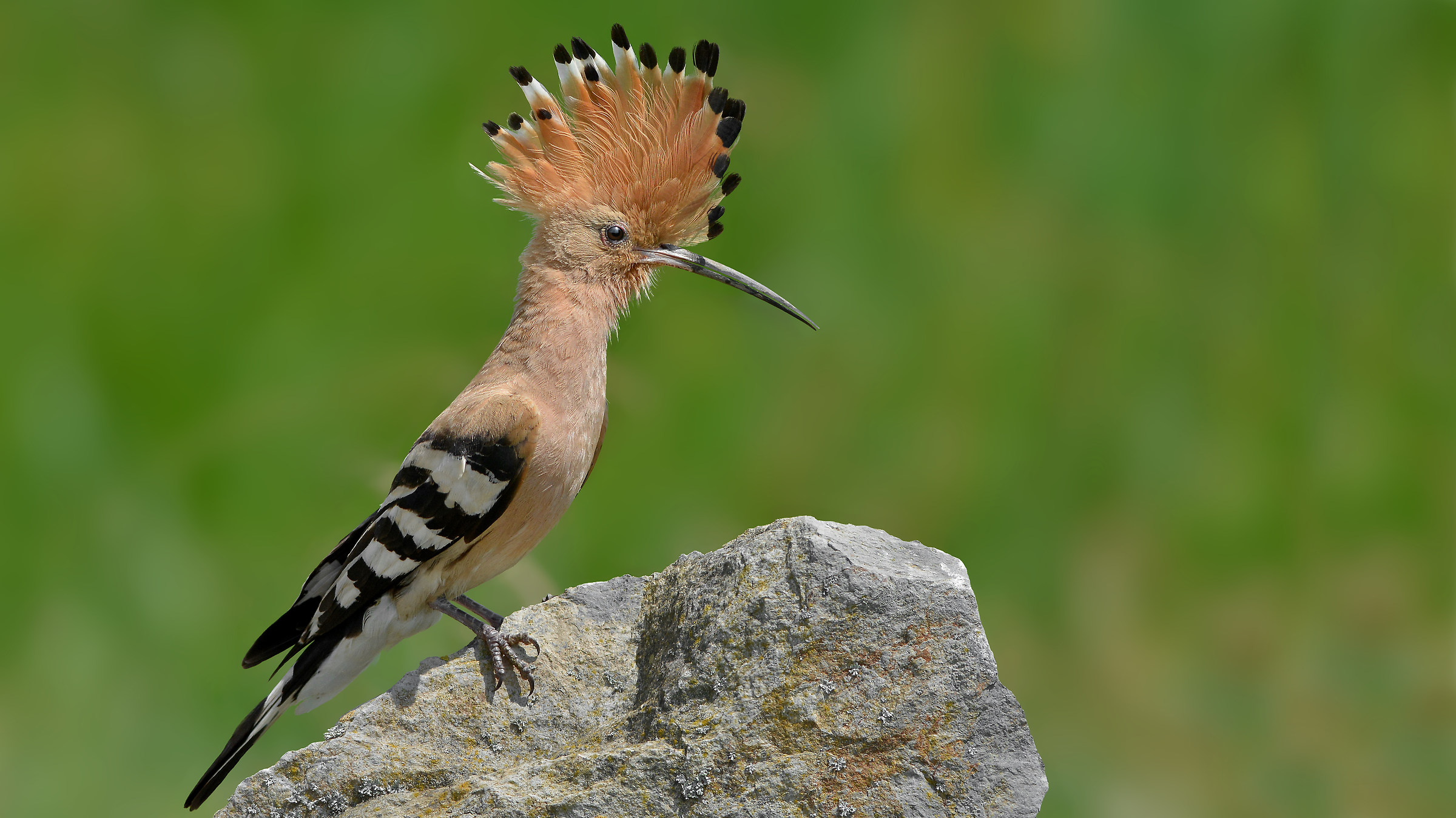 hoopoe