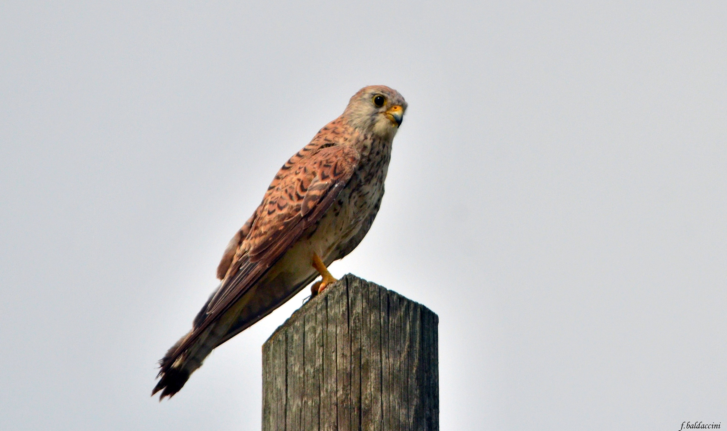 Lesser Kestrel