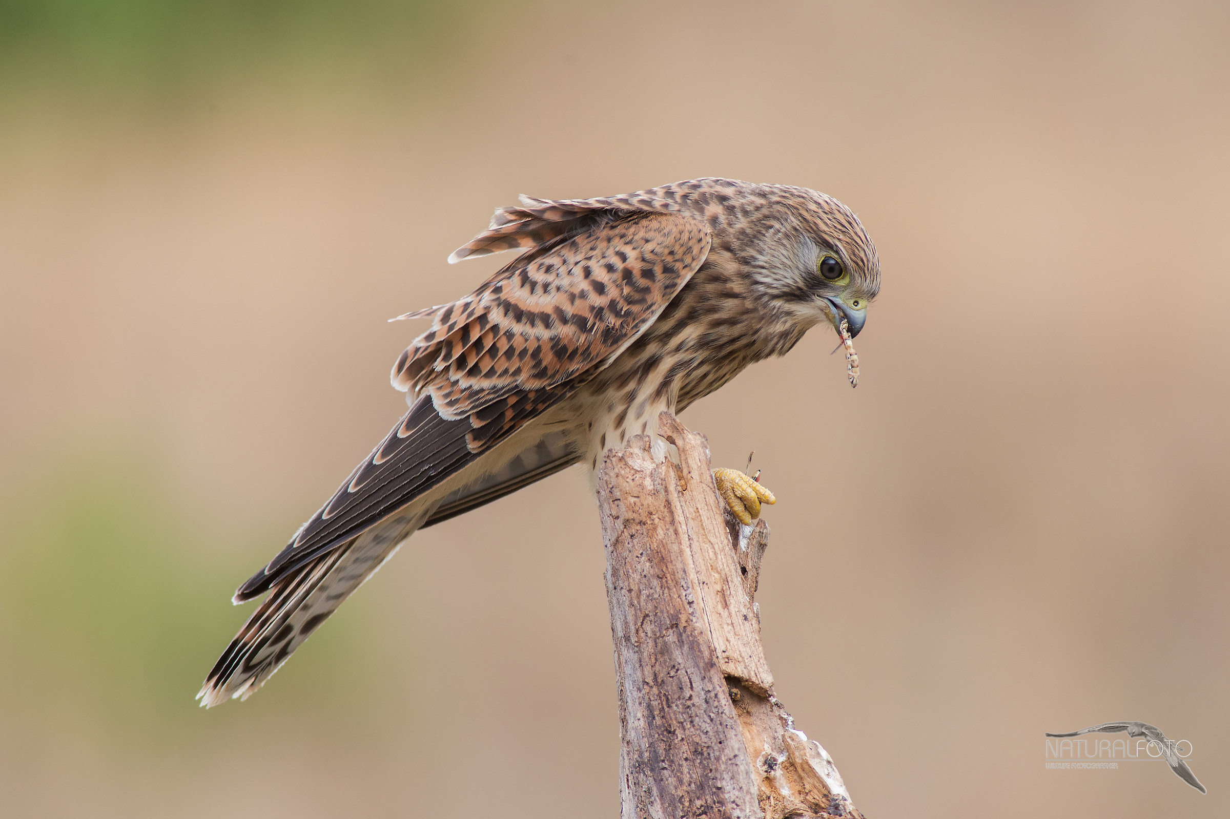 Series kestrel to roost with grasshopper