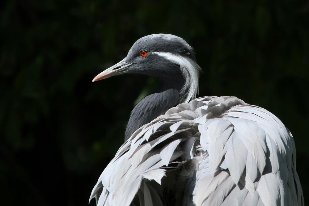Damigella di Numidia
