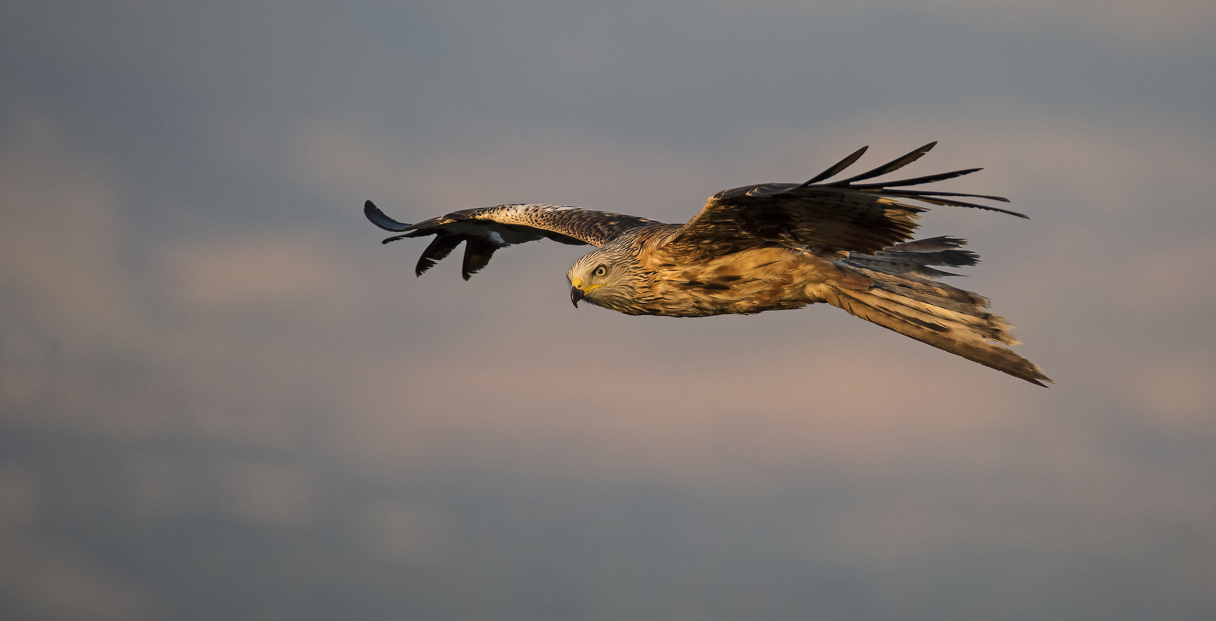IL vecchio nibbio reale