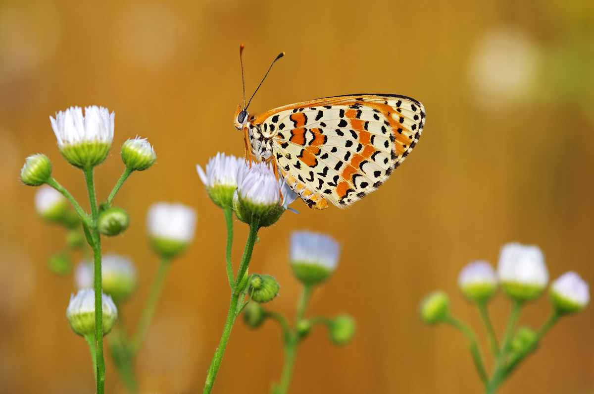 Among the daisies