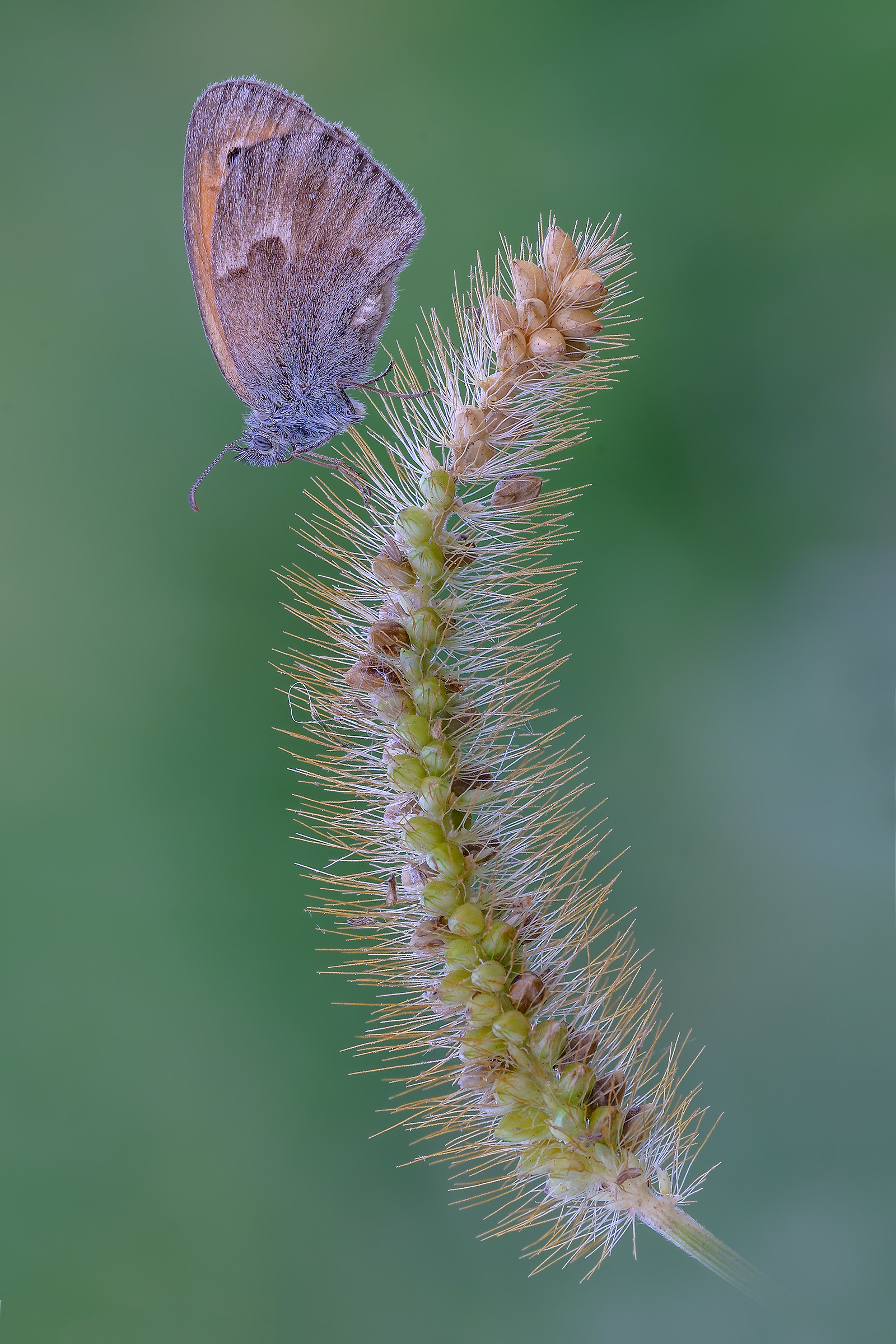 Coenonympha pamphilus