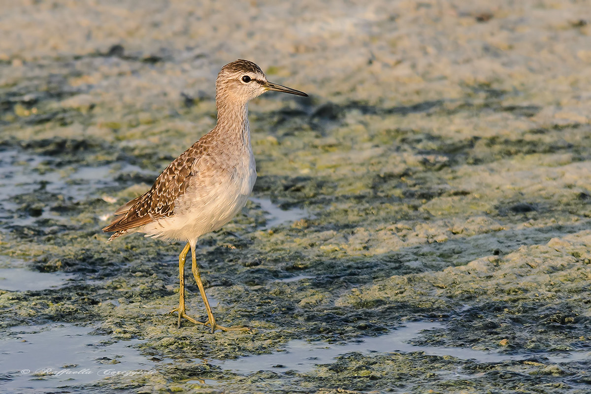 Sandpiper