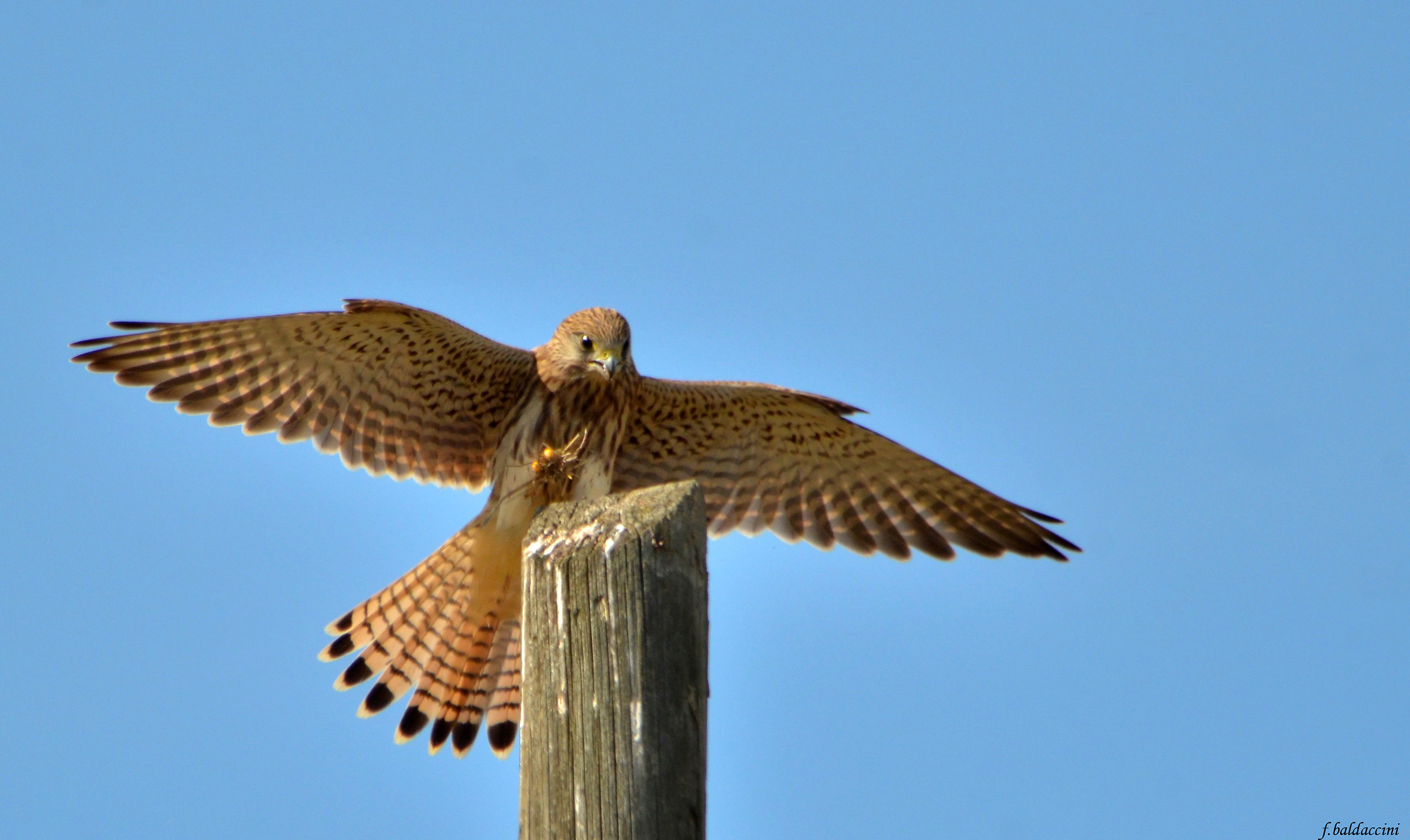 Lesser Kestrel with prey