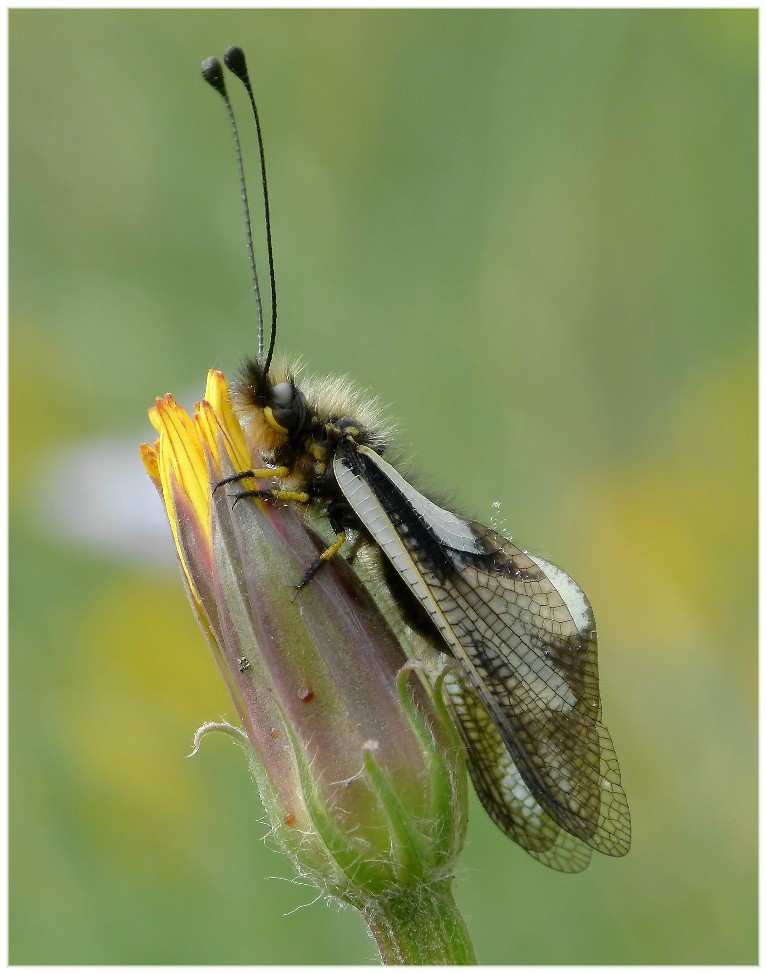 Libelloides coccajus.