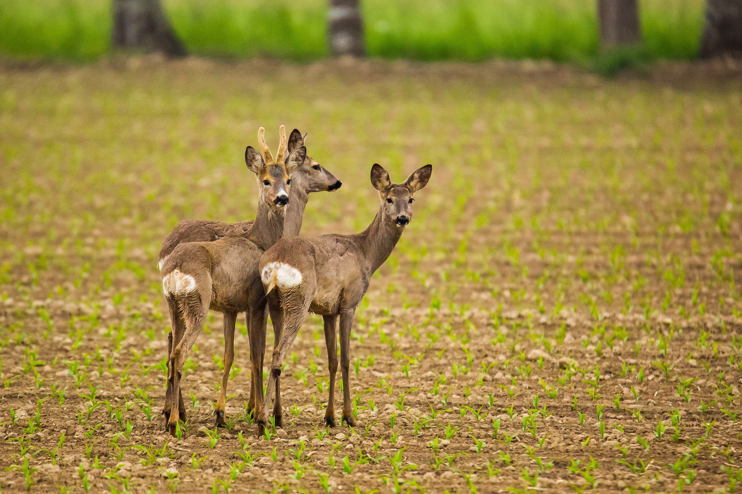 Caprioli di pianura.....