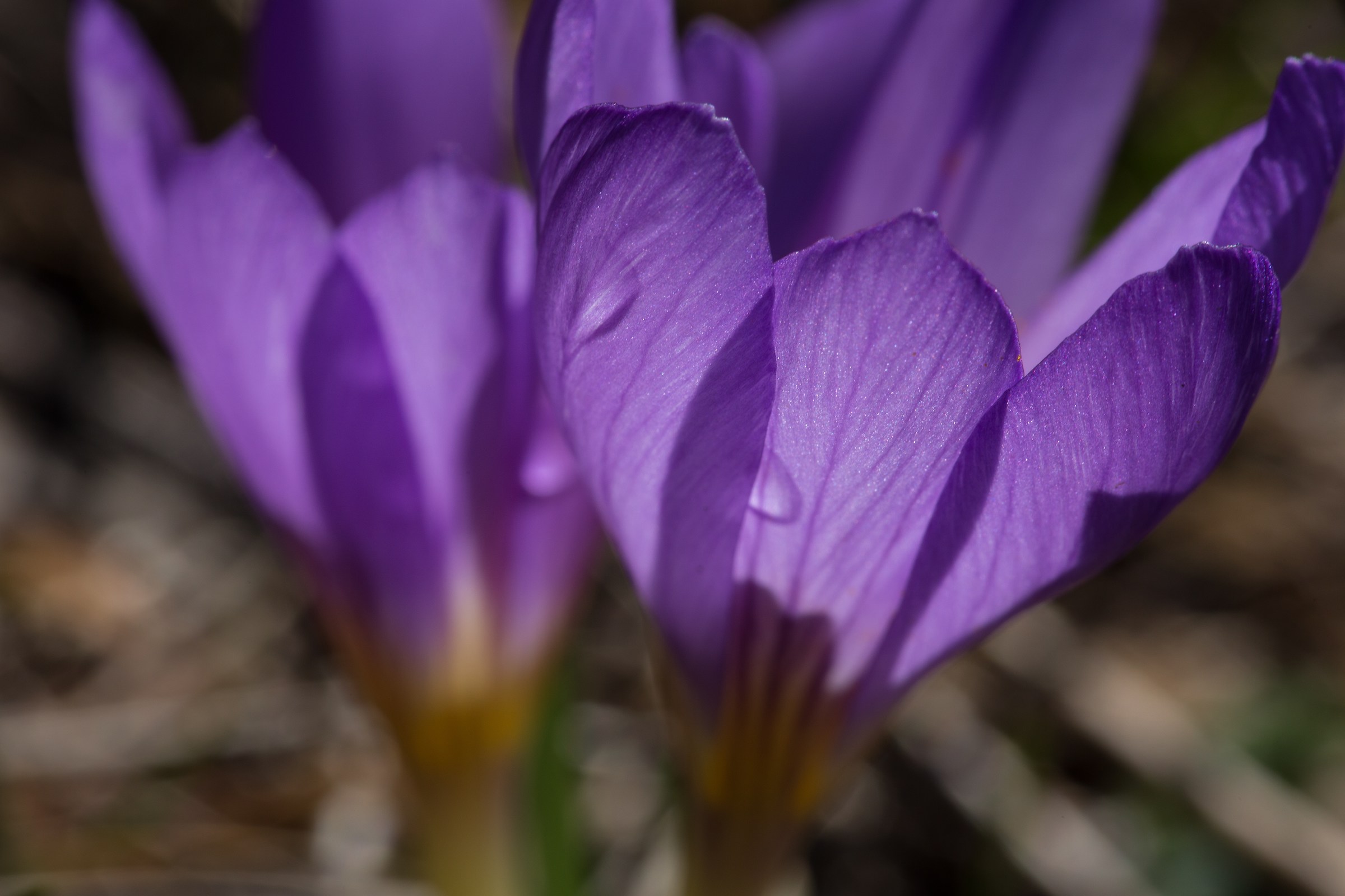 Crocus