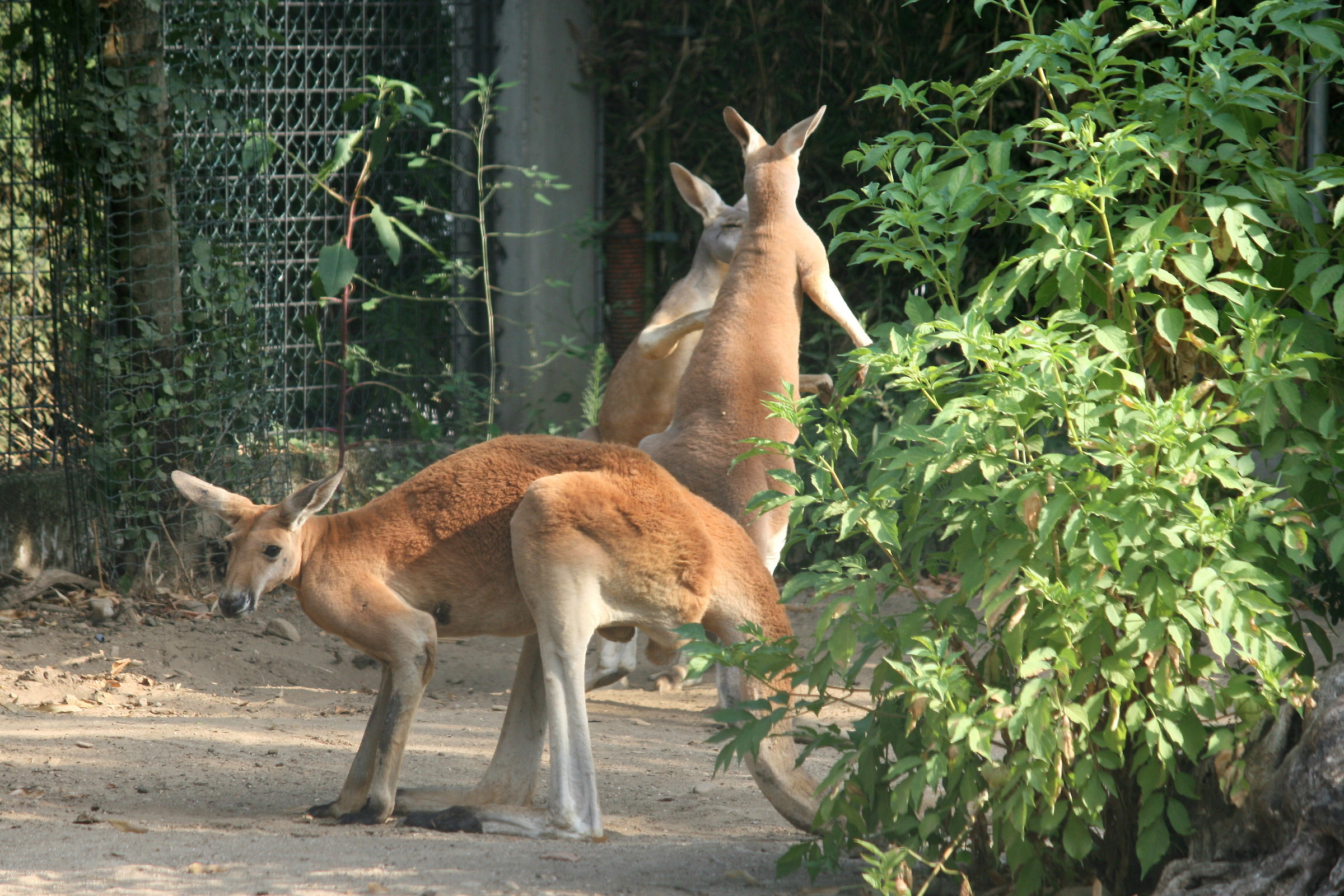 canguro rosso red kangaroo