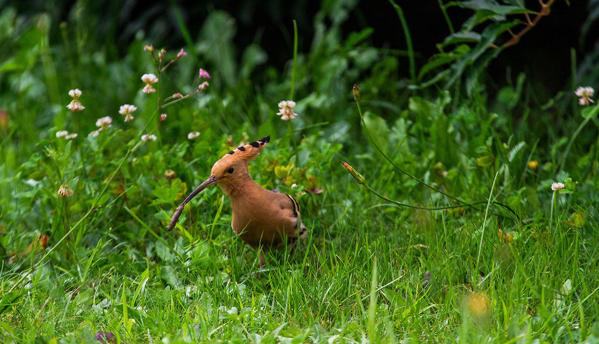 Hoopoe with Vermetto