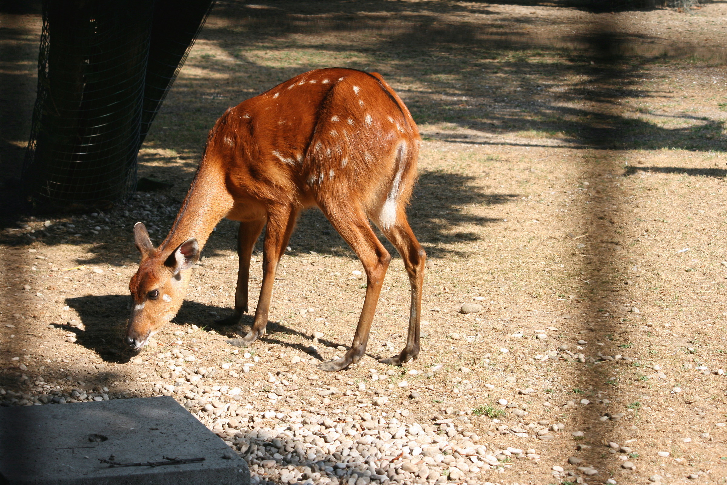 antillope cervicapra