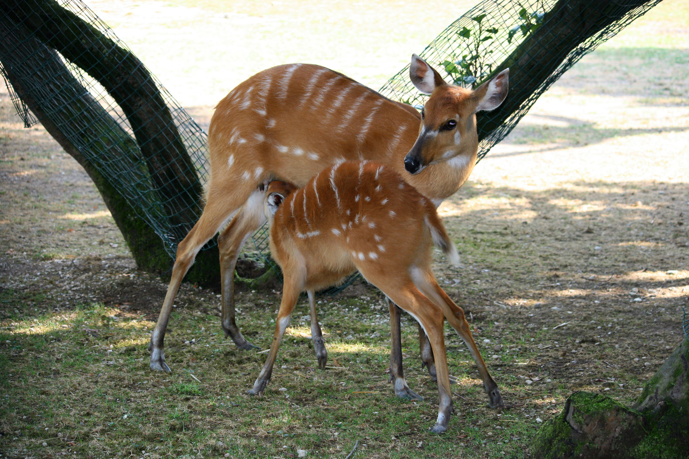 antillope sitatunga