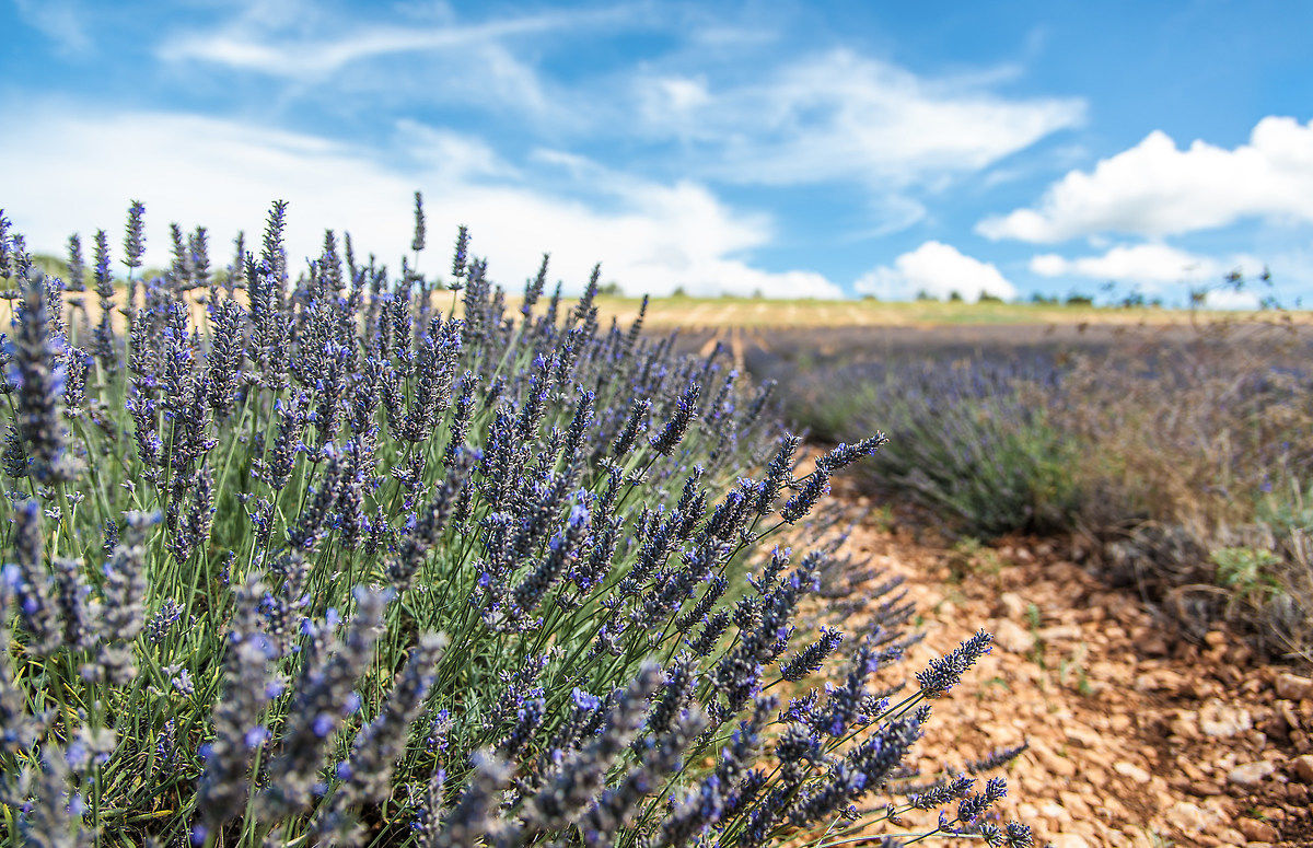lavanda