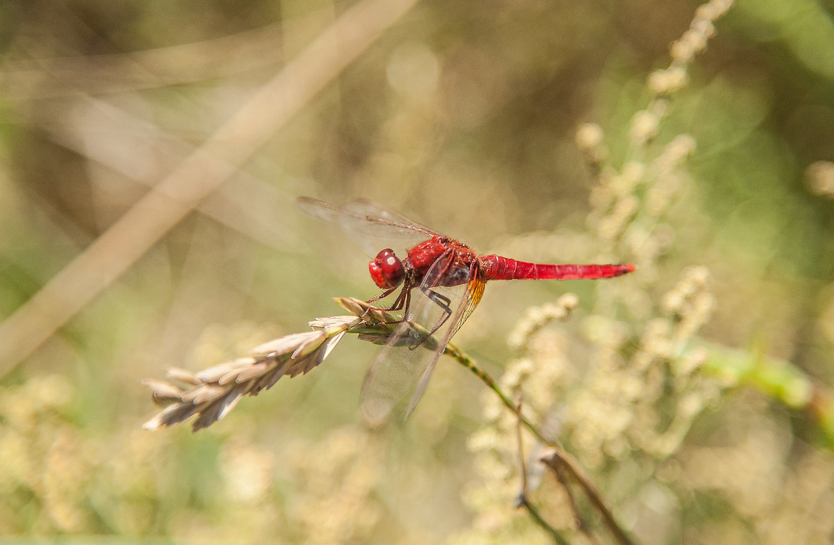 libellula della camargue