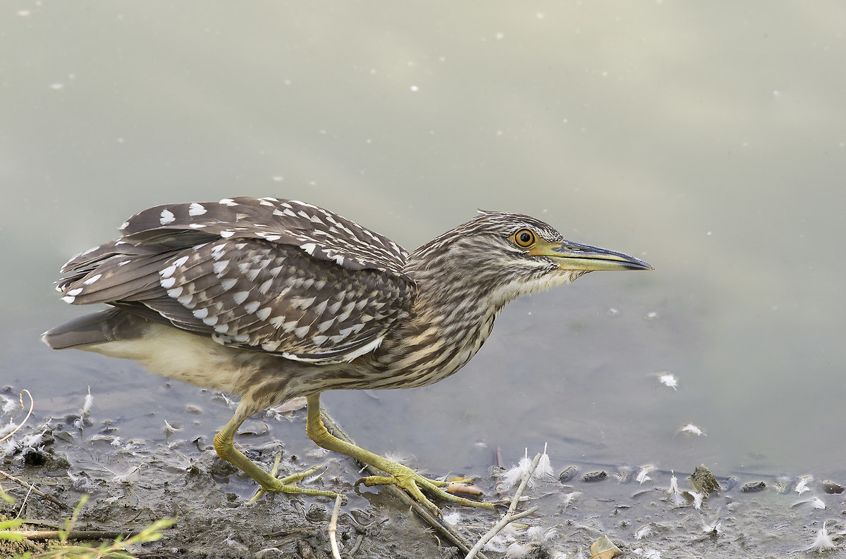 Night Heron